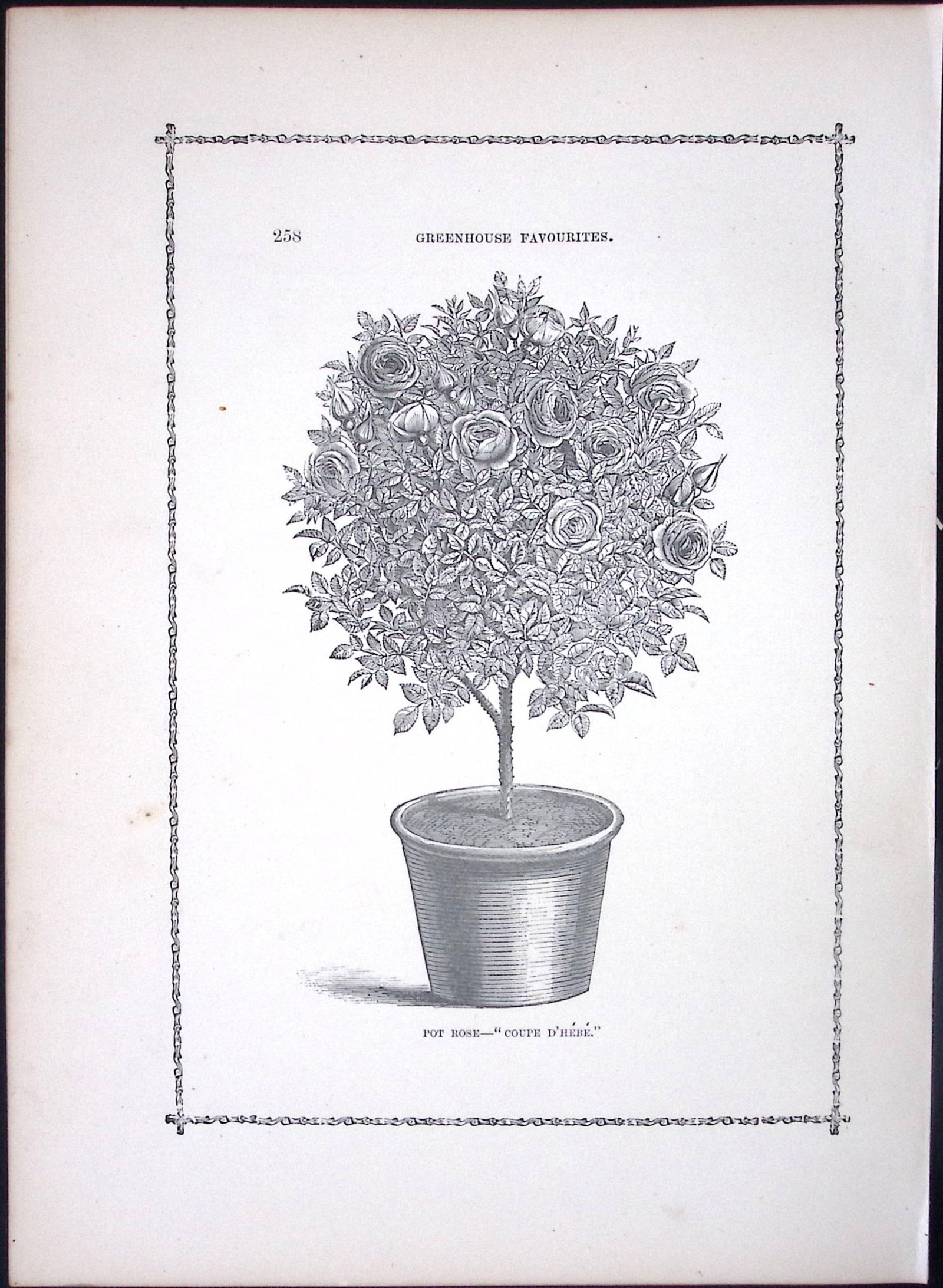 Pot of Roses Antique Shirley Hibbard Greenhouse Black & White Print-34 (1 of 2)