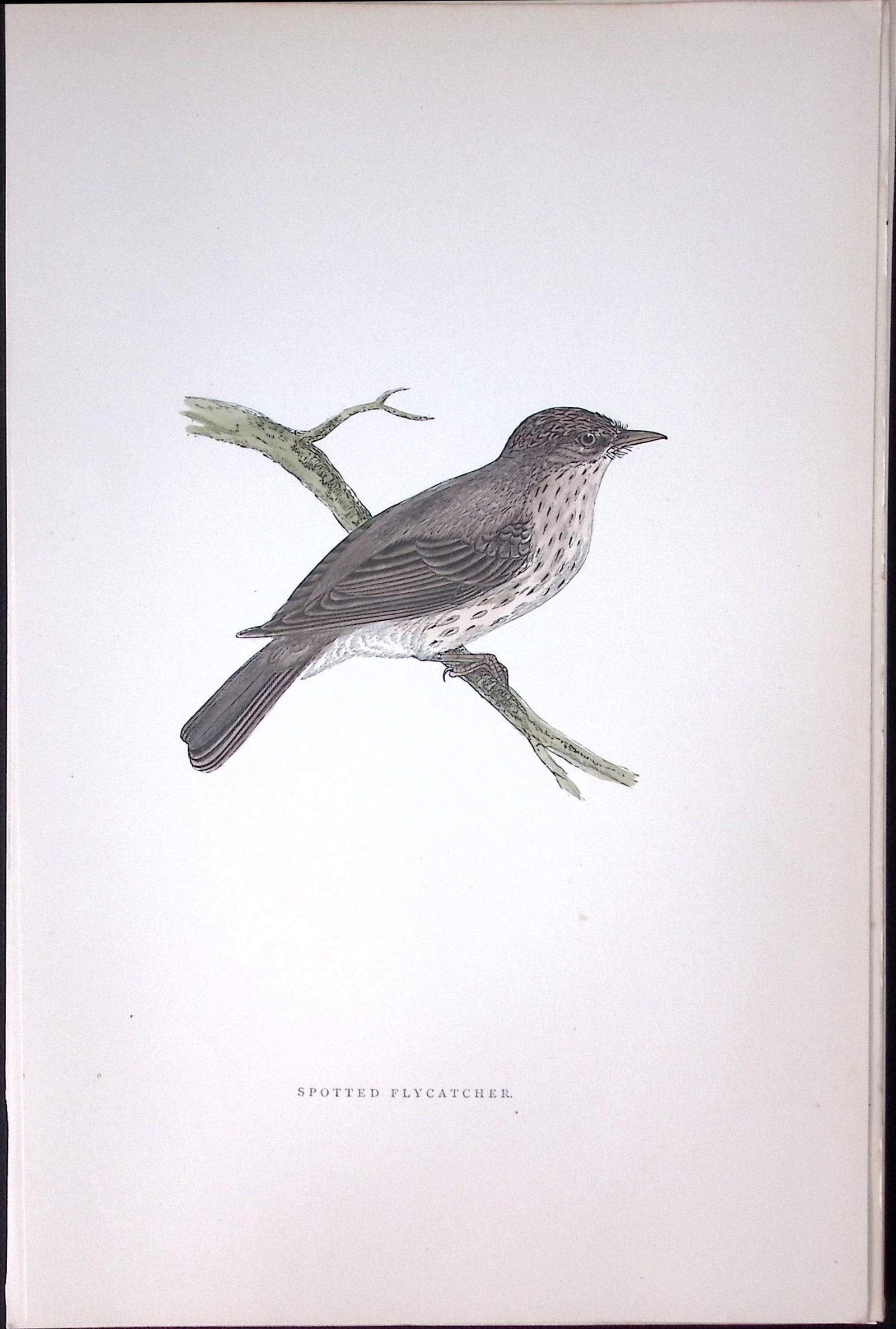Spotted Flycatcher Rev Morris Antique History of British Birds 130 Years-Old Engraving-74 (1 of 1)