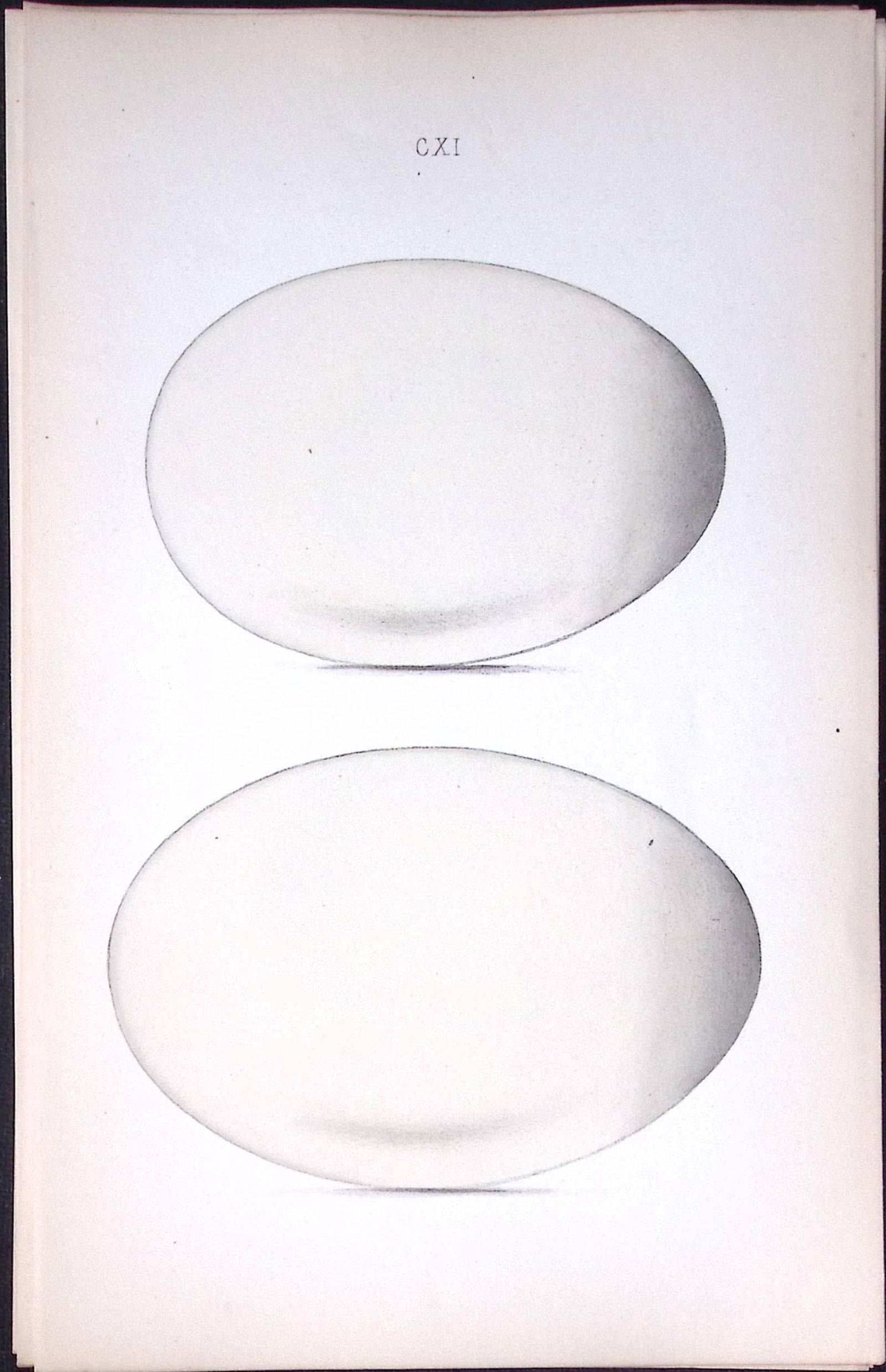 Berwick Swan -William Hewitson Antique Nests & Eggs of British Birds Print-39 (1 of 1)