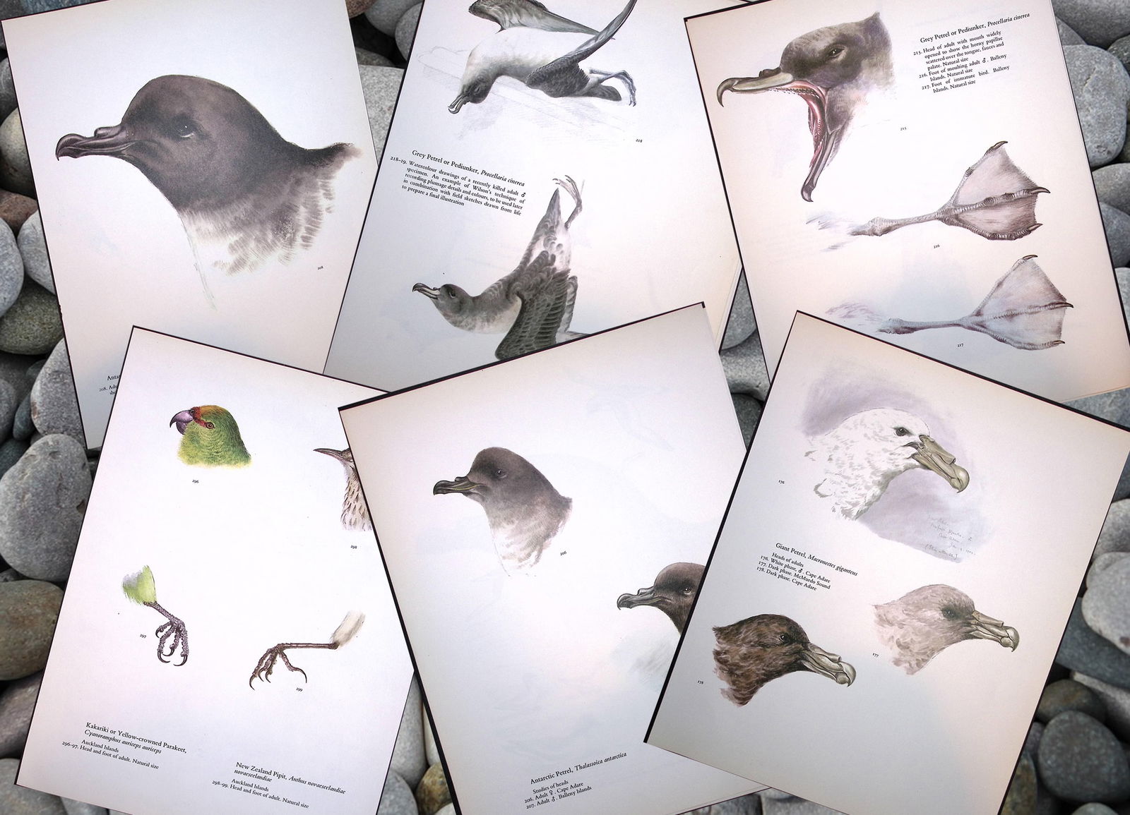 Job-Lot Wilson's Birds of the Antarctic Vintage Coloured Illustrations-5 (1 of 7)