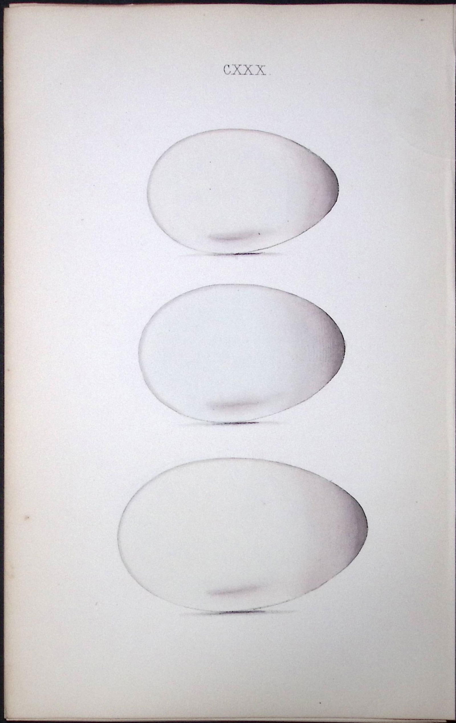 Cormorant William Hewitson Antique Nests & Eggs of British Birds Print-110 (1 of 1)