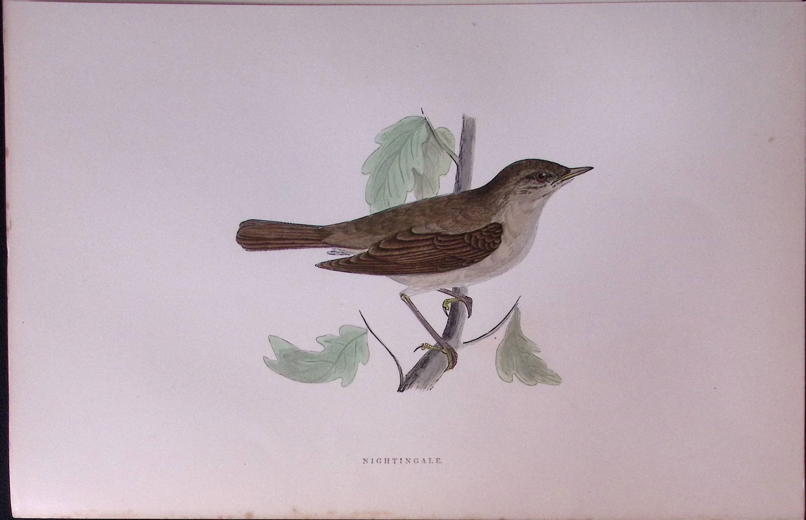 Nightingale Rev Morris Antique History of British Birds 130 Years-Old Engraving-113 (1 of 1)