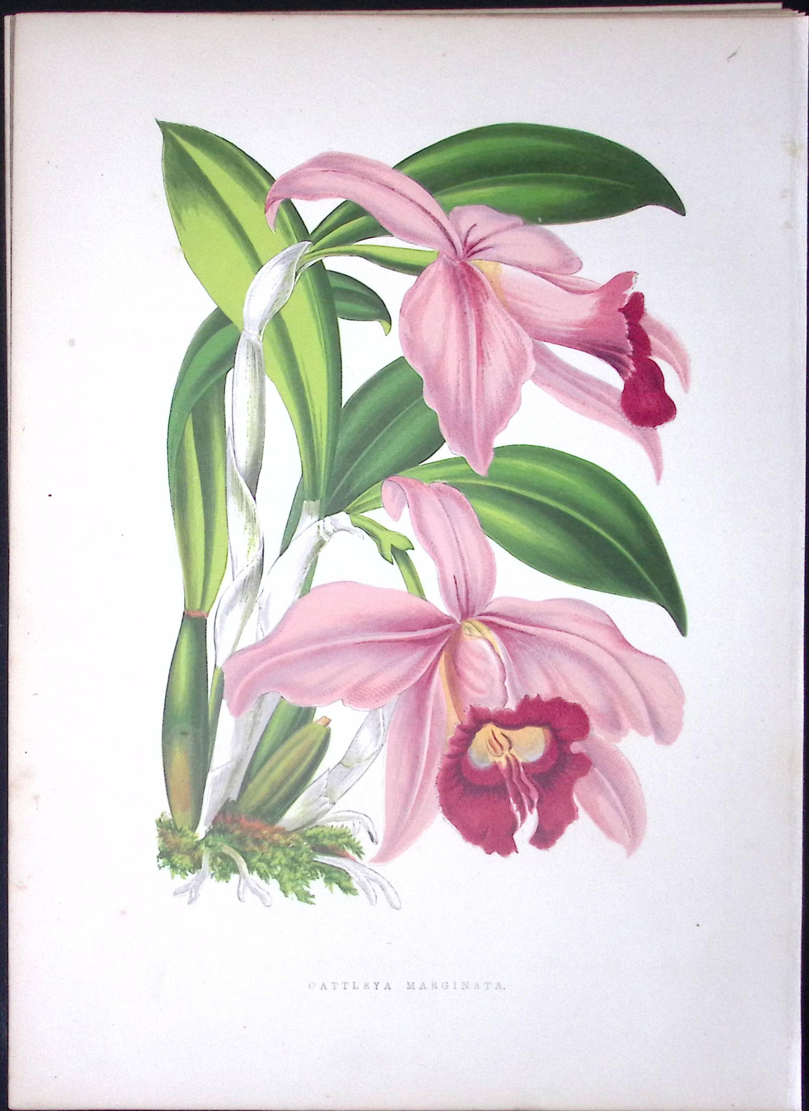 Marginata Orchid Flower Antique Shirley Hibbard Greenhouse Coloured Print-10 (1 of 2)