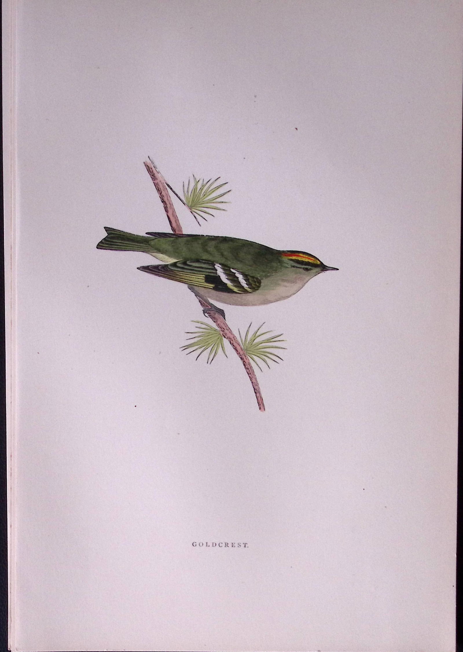 Goldcrest Rev Morris Antique History of British Birds 130 Years-Old Engraving-131 (1 of 1)