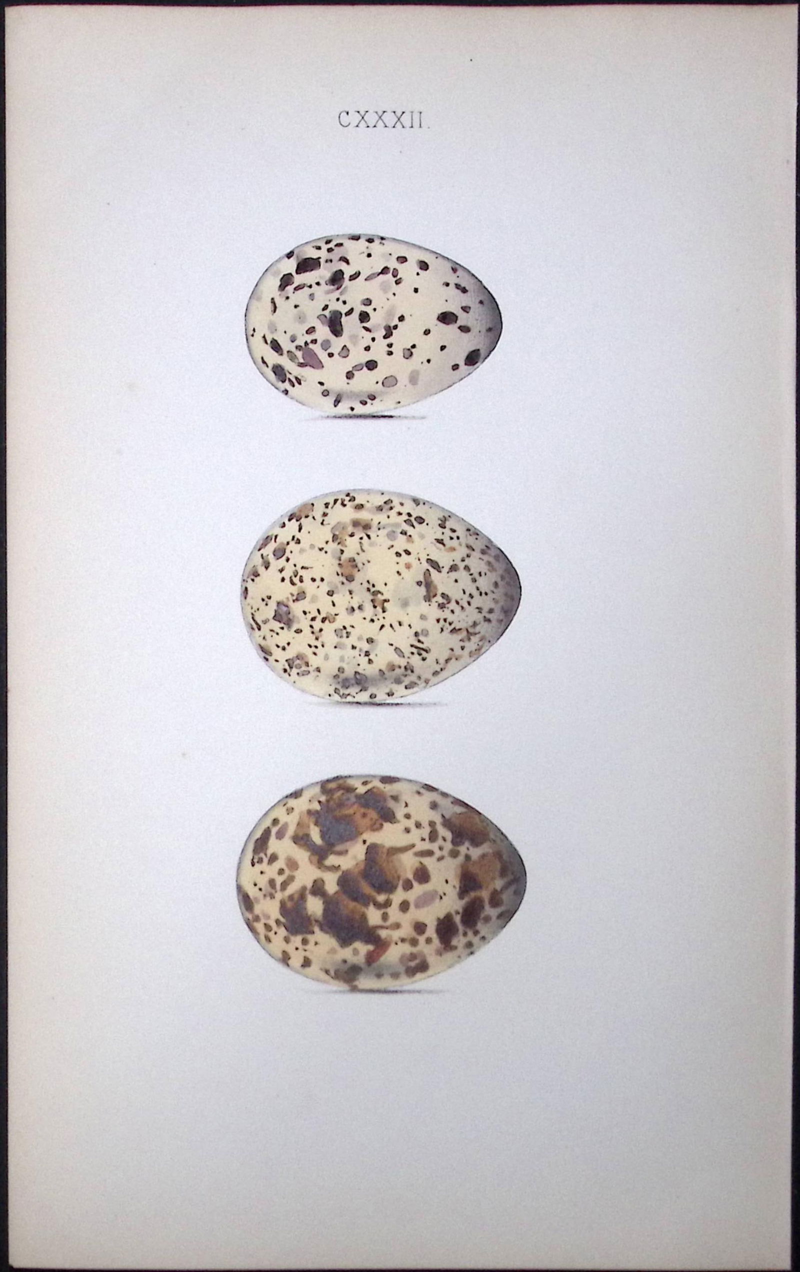 Roseate Tern Hewitson Antique Nests & Eggs of British Birds Print-108 (1 of 1)