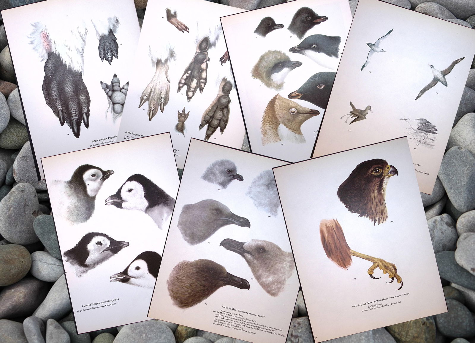 Job-Lot Wilson's Birds of the Antarctic Vintage Coloured Illustrations-2. (1 of 8)