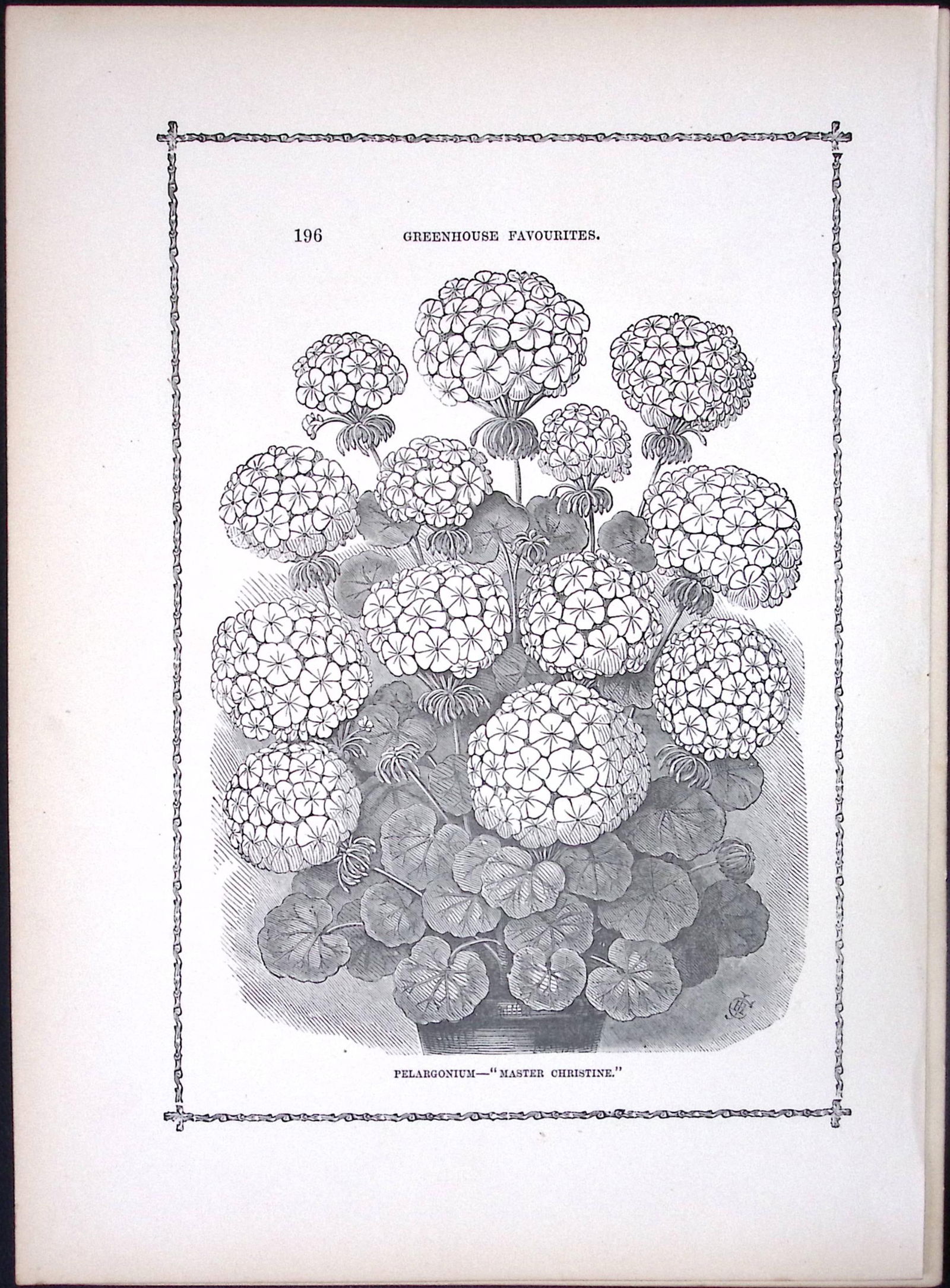 Harry King Pelargonium Antique Shirley Hibbard Greenhouse Black & White Print-37: Title: Harry King Pelargonium Antique Shirley Hibbard Greenhouse Black & White Print-37 Description: This Antique Print Measure Approximately 9.5” X 7” (Inches) 274. x