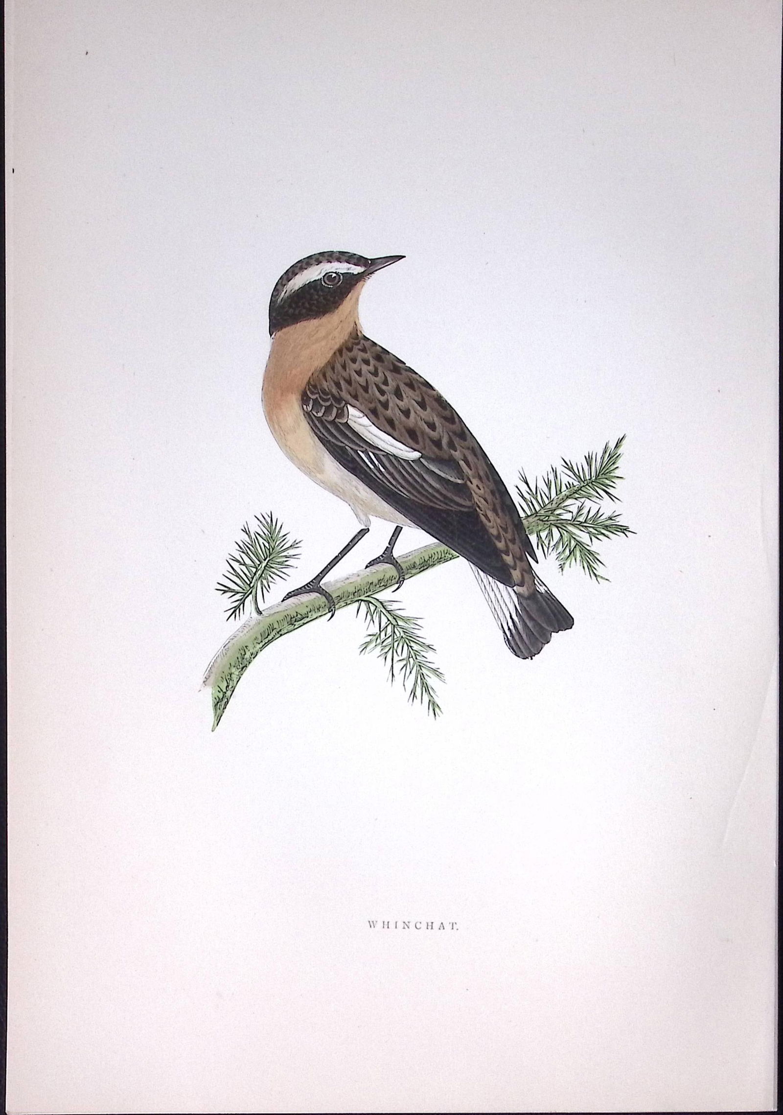 Whinchat Rev Morris Antique History of British Birds 130 Years-Old Engraving-103 (1 of 1)