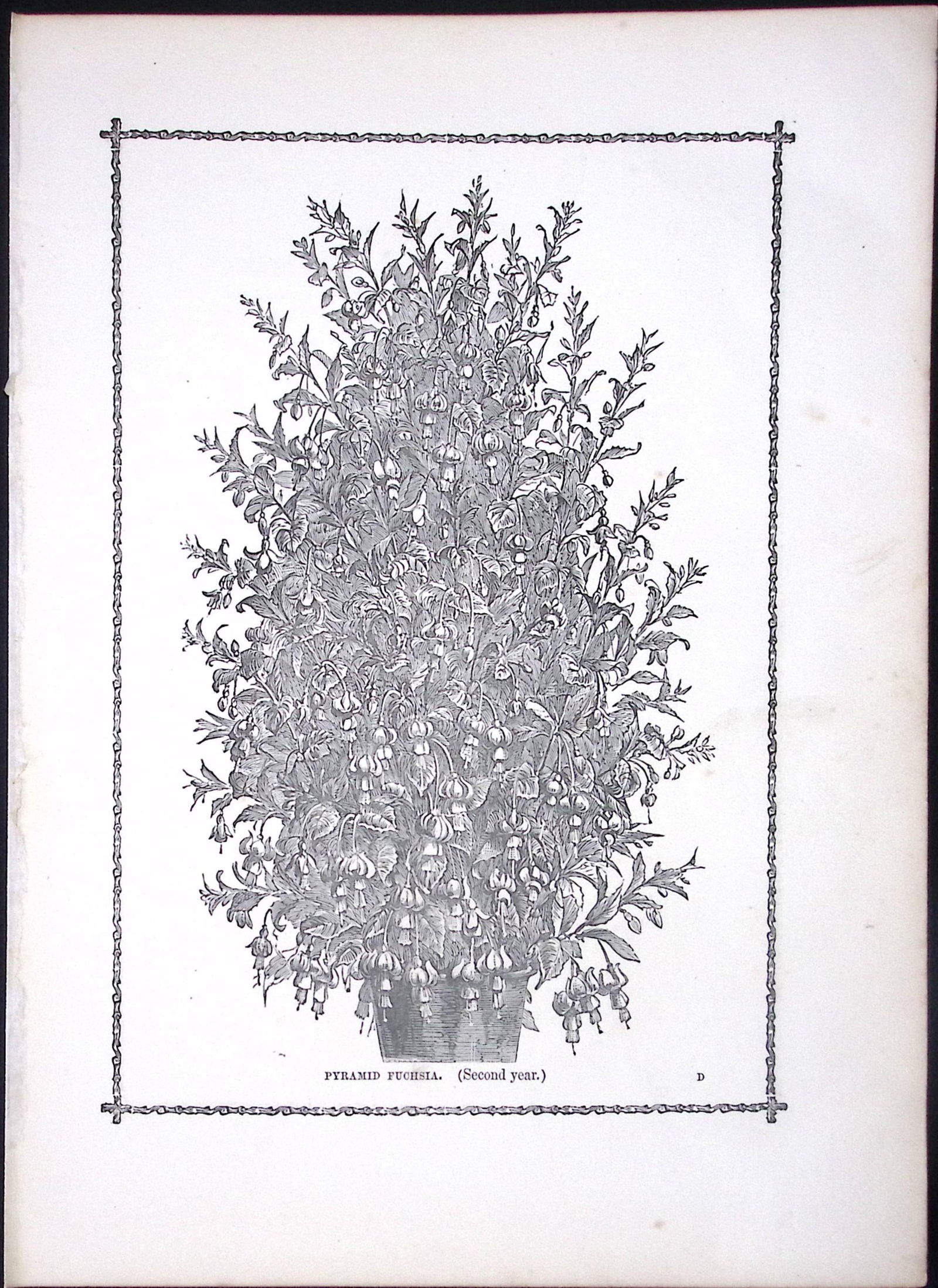 Specimen Show Pelargonium Antique Shirley Hibbard Greenhouse Black & White Print-40: Title: Specimen Show Pelargonium Antique Shirley Hibbard Greenhouse Black & White Print-40 Description: This Antique Print Measure Approximately 9.5” X 7” (Inches) 274. x