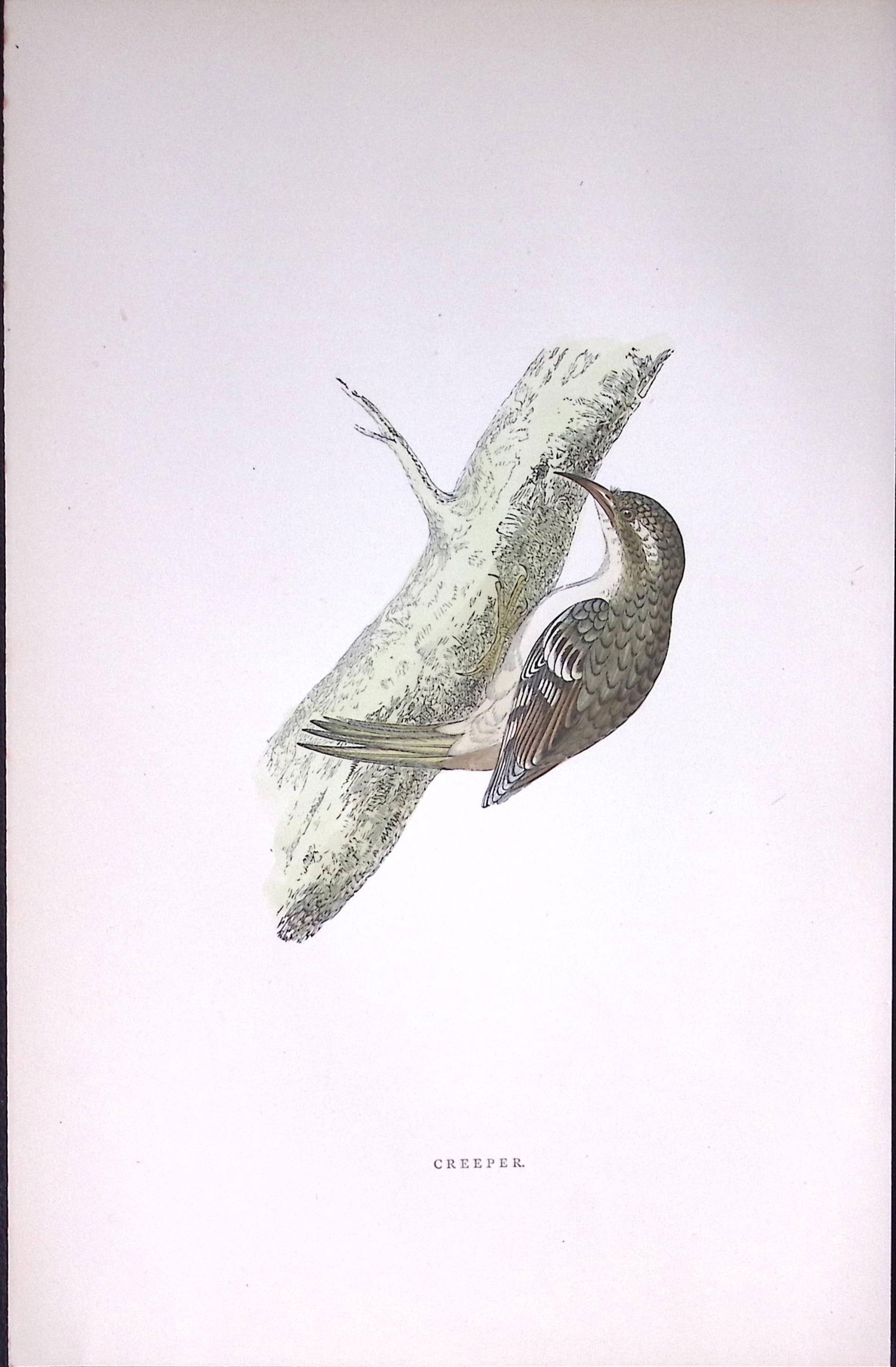 Creeper Rev Morris Antique History of British Birds 130 Years-Old Engraving-154 (1 of 1)