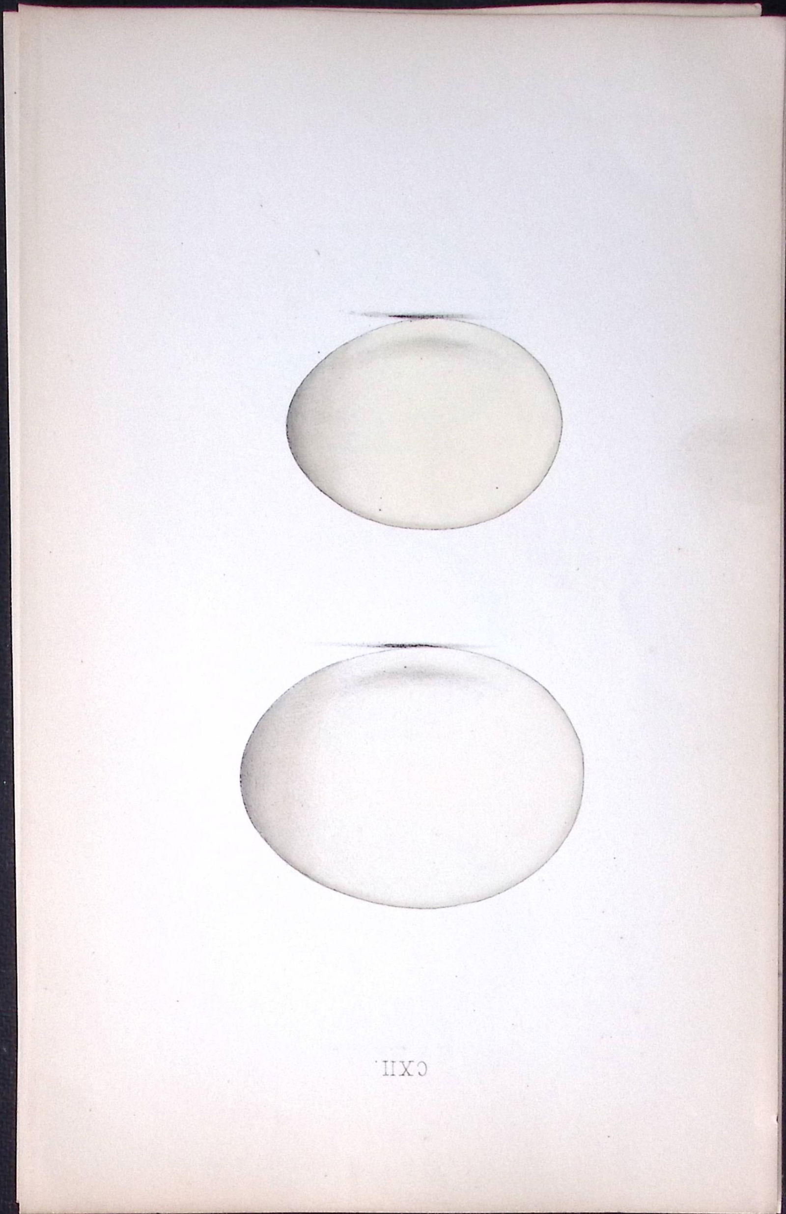 Shieldrake Duck -William Hewitson Antique Nests & Eggs of British Birds Print-38: Title: Shieldrake Duck -William Hewitson Antique Nests & Eggs of British Birds Print-38 Description: This Antique Print Was Removed From a 170 Years-Old Edition William Hewitson.