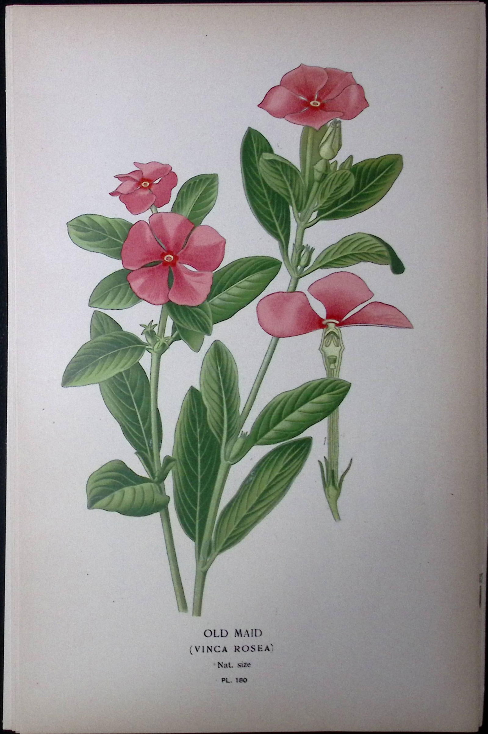 Madagascar Periwinkle Flower Edward Step Rare Antique Botanical Book Plate-180 (1 of 1)