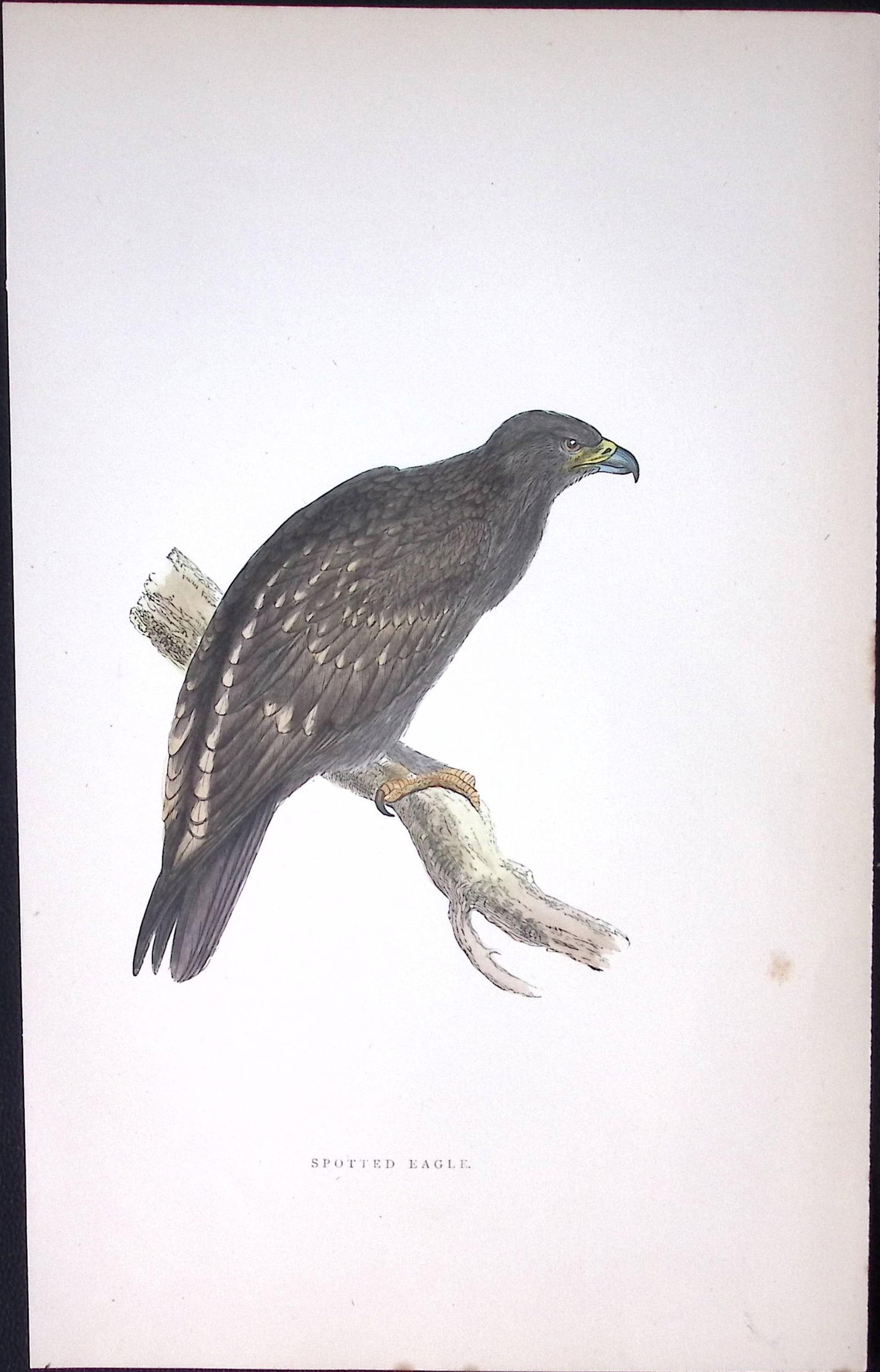 Spotted Eagle Rev Morris Antique History of British Birds 130 Years-Old Engraving-15 (1 of 1)