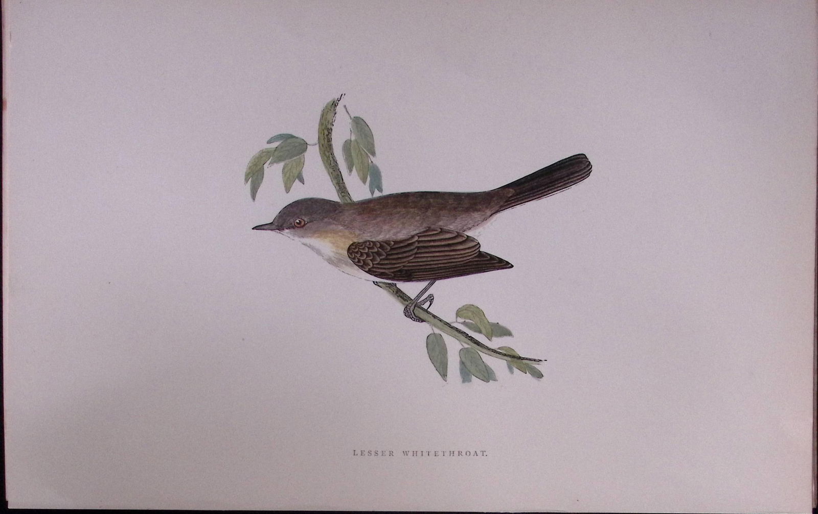 Lesser Whitethroat Rev Morris Antique History of British Birds 130 Years-Old Engraving-123 (1 of 1)