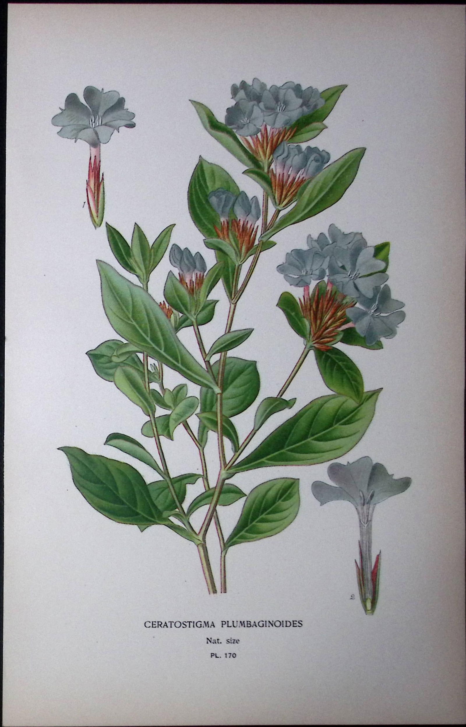 Blue-Flowered Leadwort Edward Step Rare Antique Botanical Book Plate-170 (1 of 1)