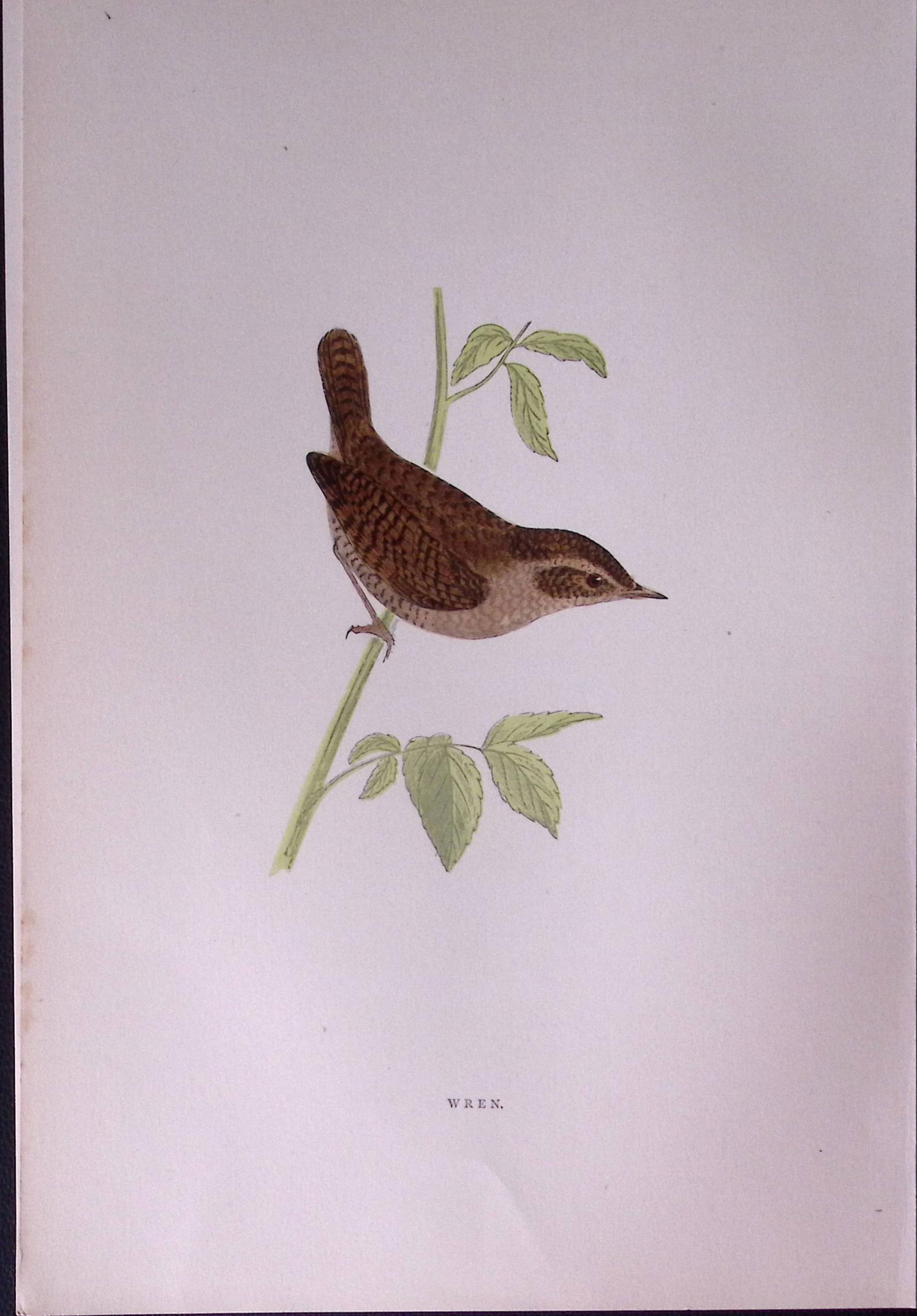 Wren Rev Morris Antique History of British Birds 130 Years-Old Engraving-129 (1 of 1)
