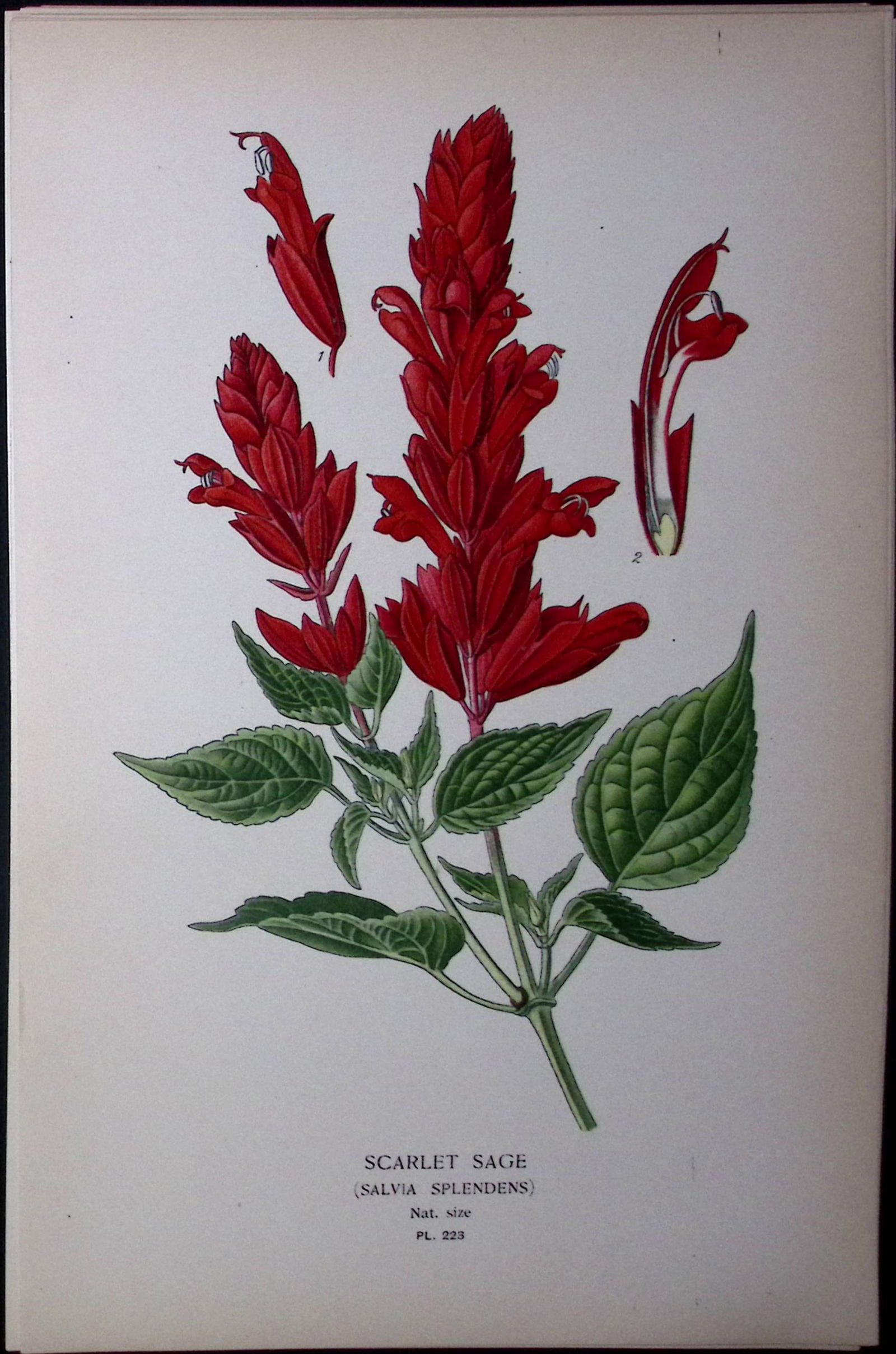 Scarlet Sage Edward Step Rare Antique Botanical Book Plate-223 (1 of 1)