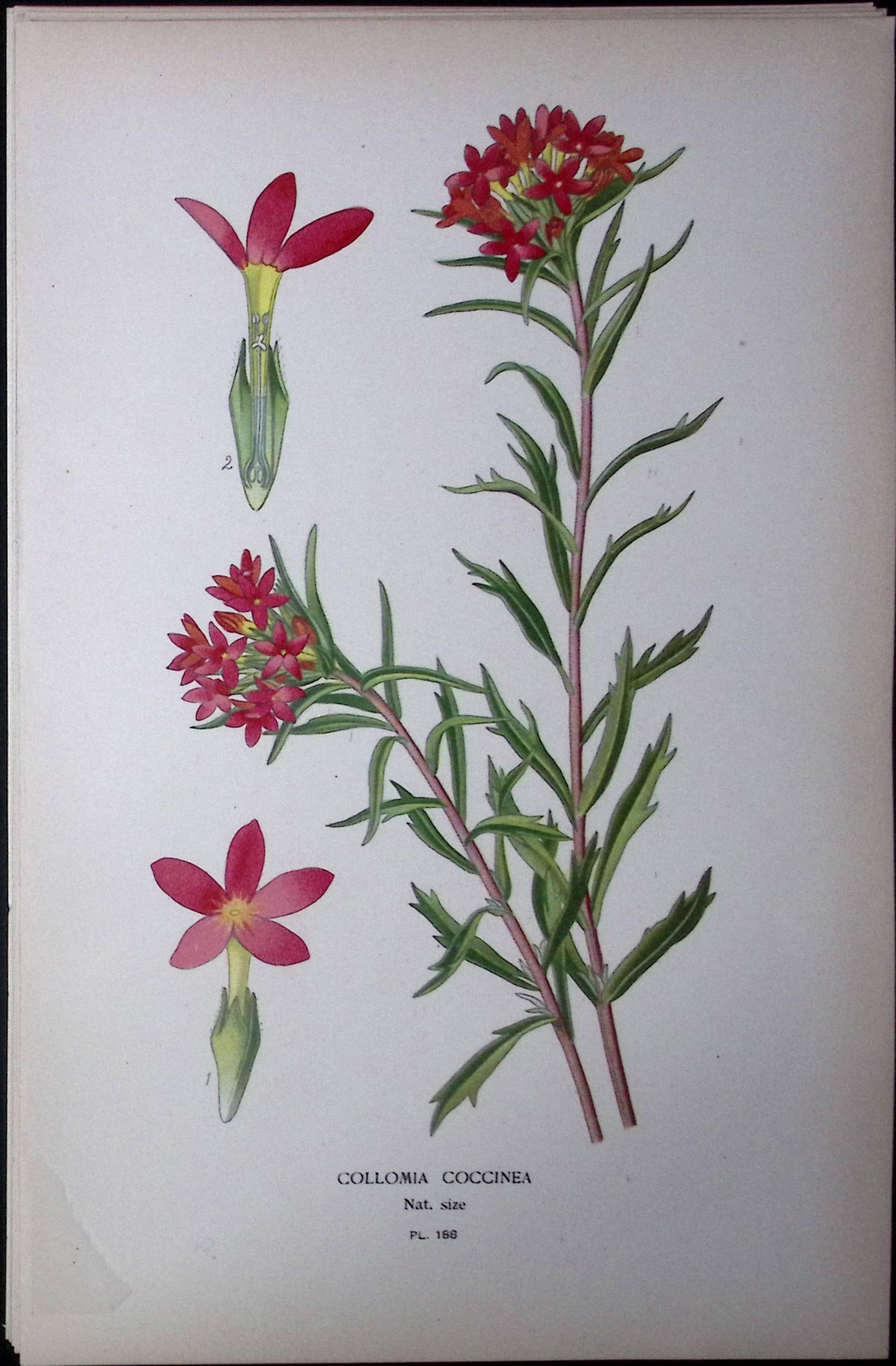 Scarlet Trumpet Edward Step Rare Antique Botanical Book Plate-188 (1 of 1)