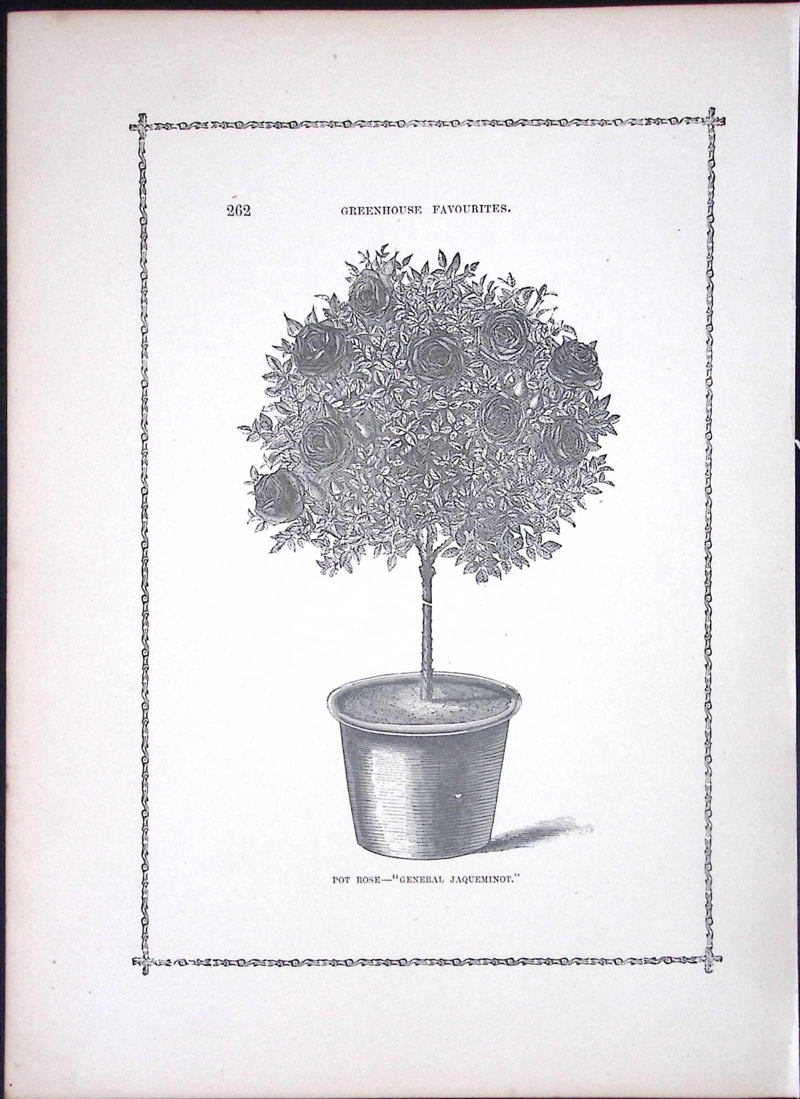 General Jaqueminot Antique Shirley Hibbard Greenhouse Black & White Print-33: Title: General Jaqueminot Antique Shirley Hibbard Greenhouse Black & White Print-33 Description: General Jaqueminot Antique Shirley Hibbard Greenhouse Black & White Print-33 This