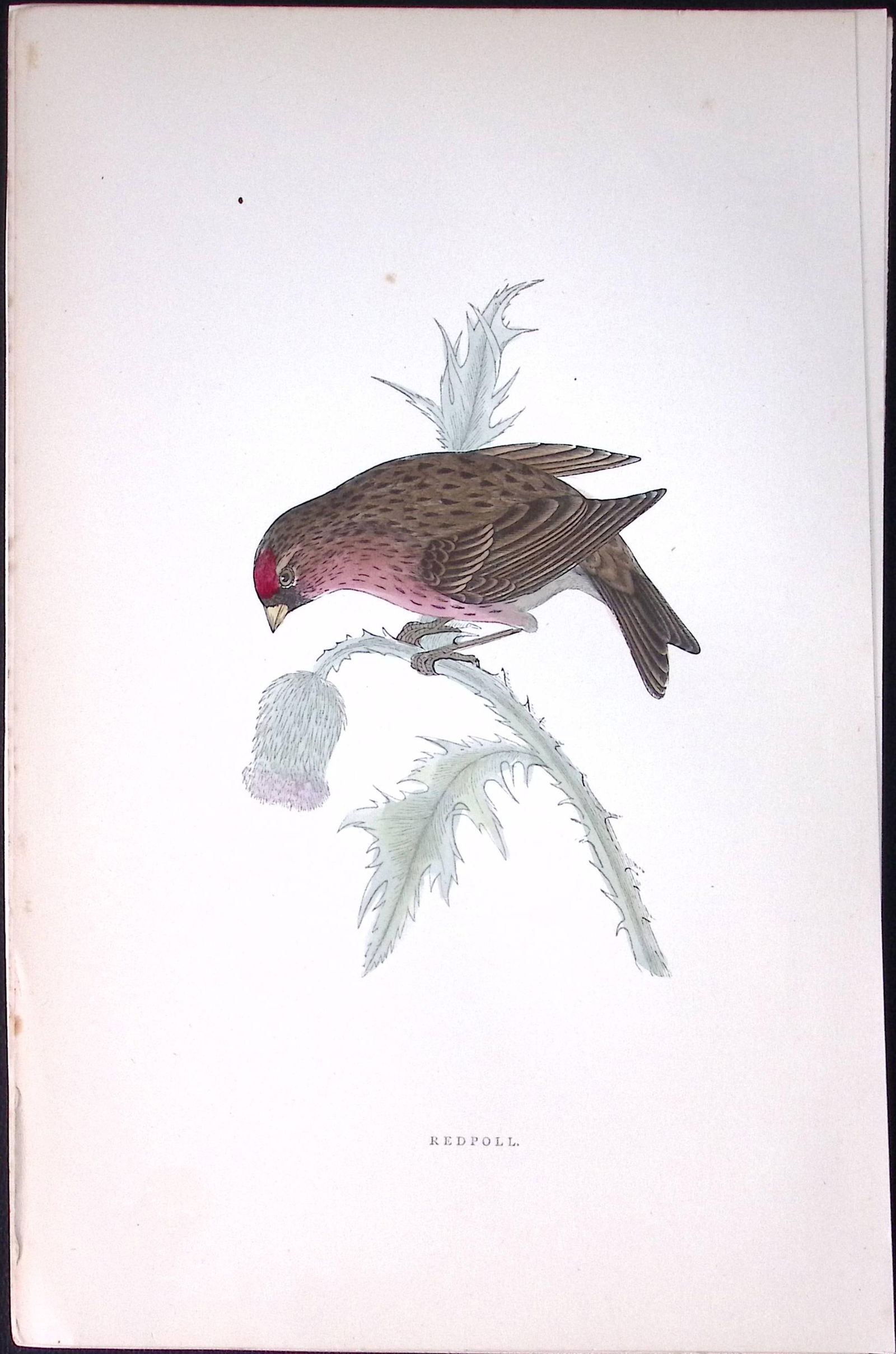 Redpole Rev Morris Antique History of British Birds 130 Years-Old Engraving-59 (1 of 1)