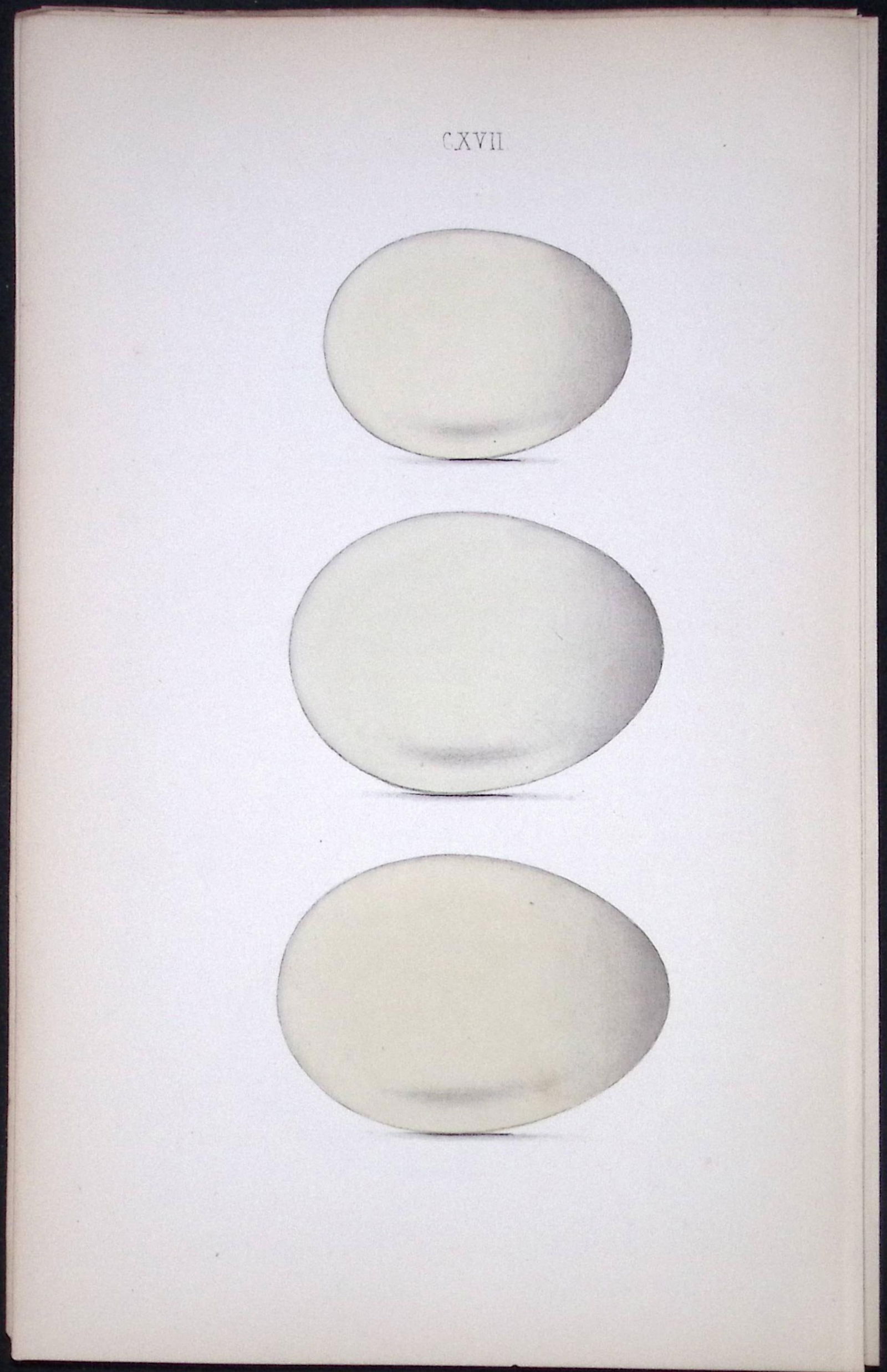 Ferruginous, Scaup, Tufted, Duck Hewitson Antique Nests & Eggs of British Birds Print-121 (1 of 1)