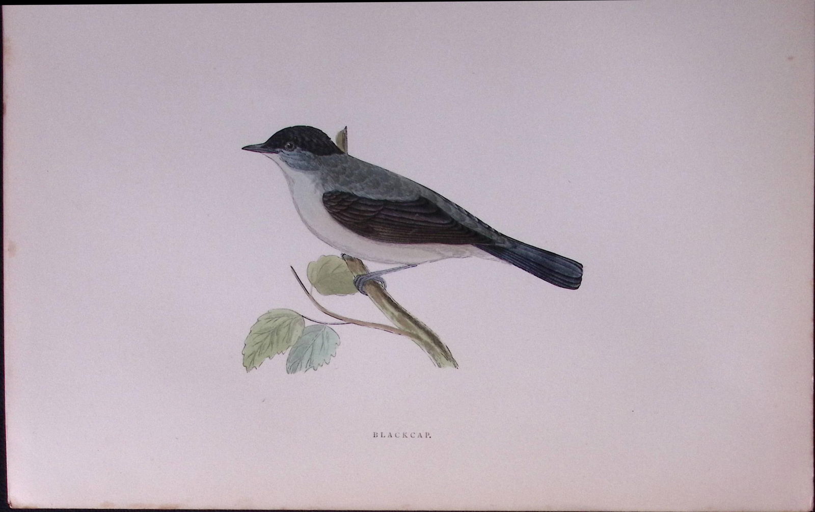 Blackcap Rev Morris Antique History of British Birds 130 Years-Old Engraving-119 (1 of 1)