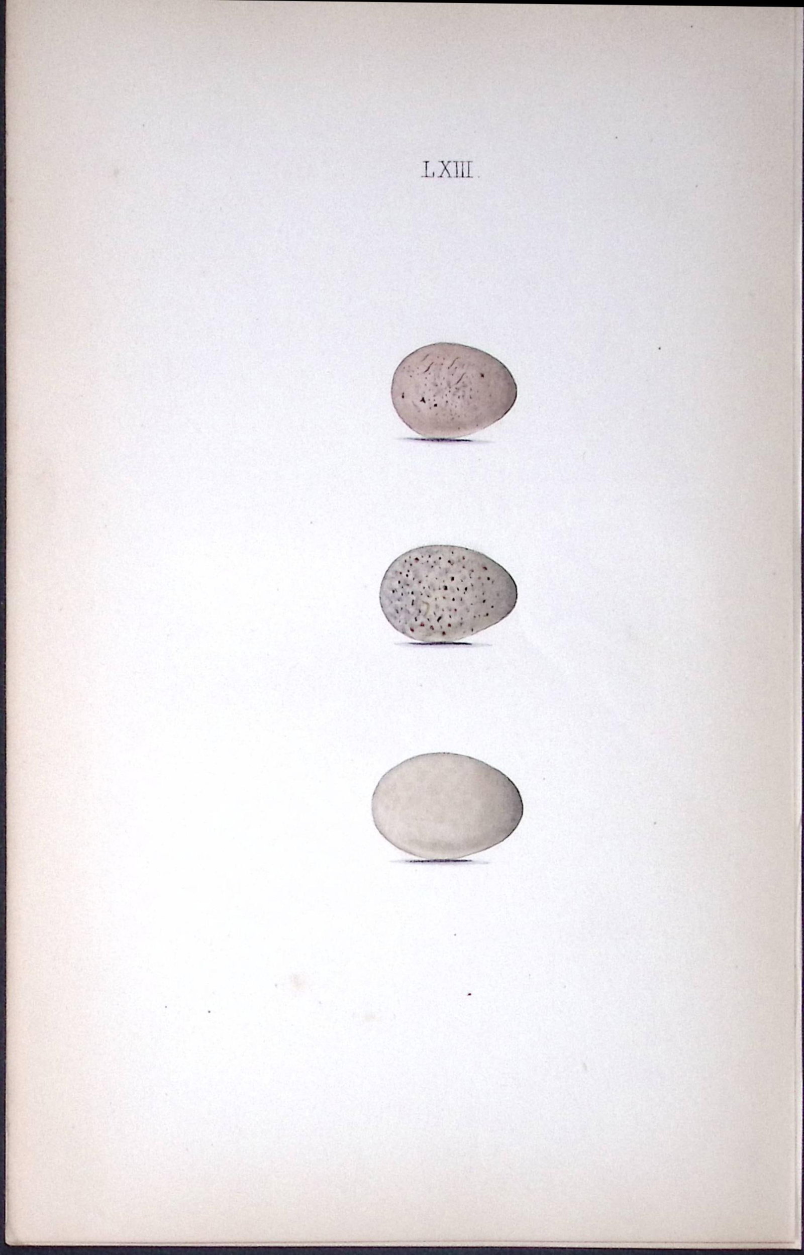 The Cuckoo Family William Hewitson Antique Nests & Eggs of British Birds Print-53: Title: The Cuckoo Family William Hewitson Antique Nests & Eggs of British Birds Print-53 Description: This Antique Print Was Removed From a 170 Years-Old Edition William Hewitson