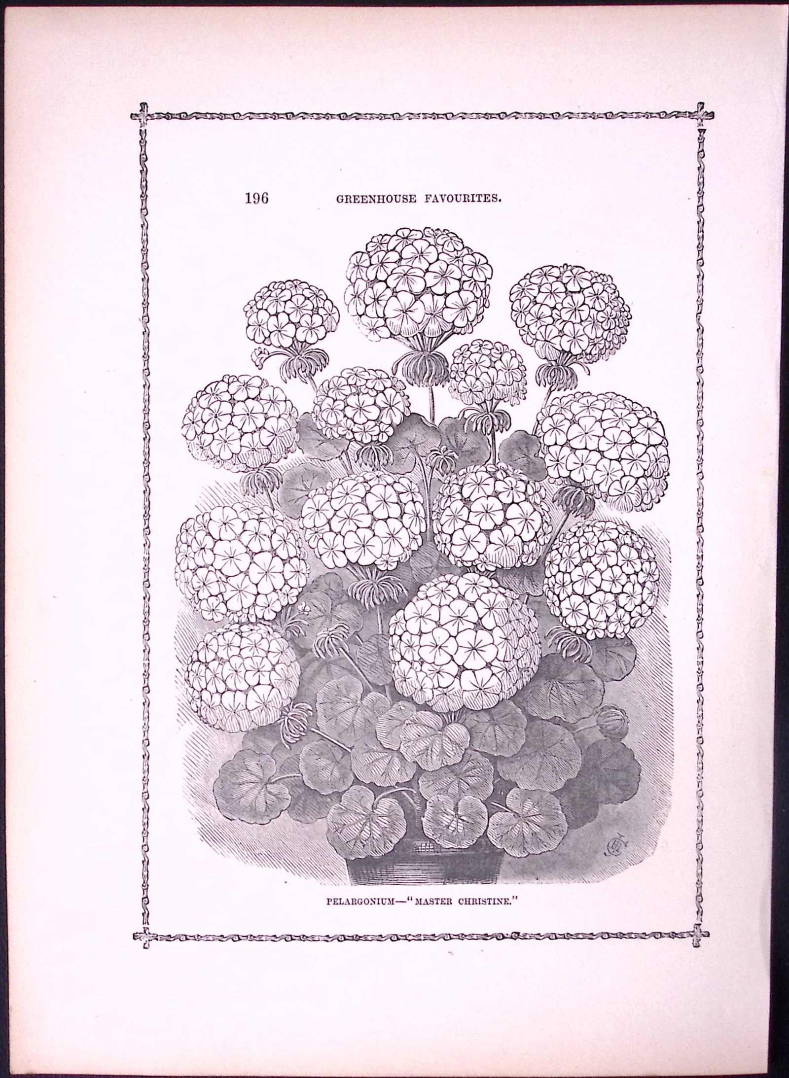 Master Christine Pelargonium Antique Shirley Hibbard Greenhouse Black & White Print-38: Title: Master Christine Pelargonium Antique Shirley Hibbard Greenhouse Black & White Print-38 Description: This Antique Print Measure Approximately 9.5” X 7” (Inches) 274.