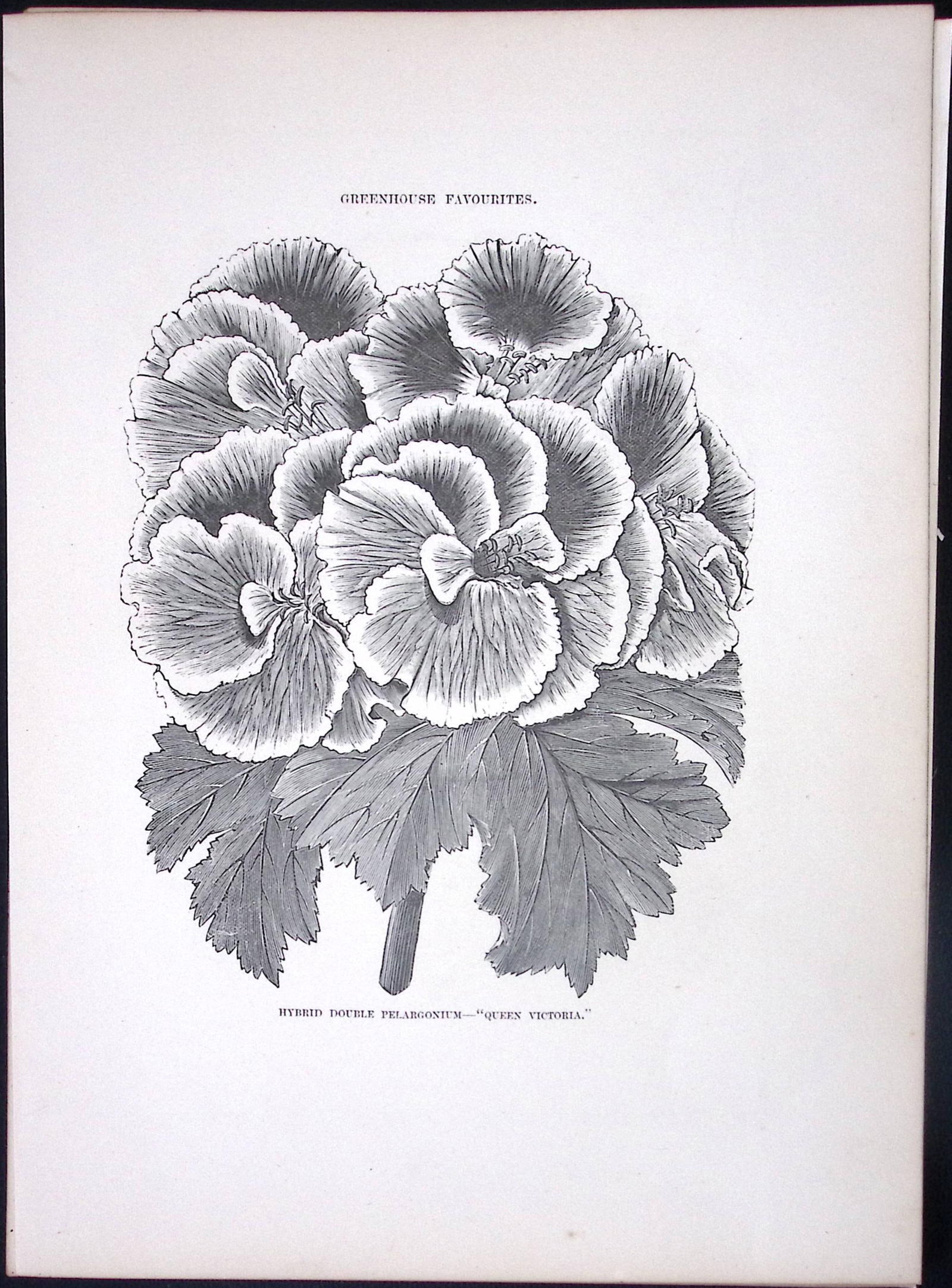 Double Pelargonium Antique Shirley Hibbard Greenhouse Black & White Print-35: Title: Double Pelargonium Antique Shirley Hibbard Greenhouse Black & White Print-35 Description: This Antique Print Measure Approximately 9.5” X 7” (Inches) 274. x 241.3