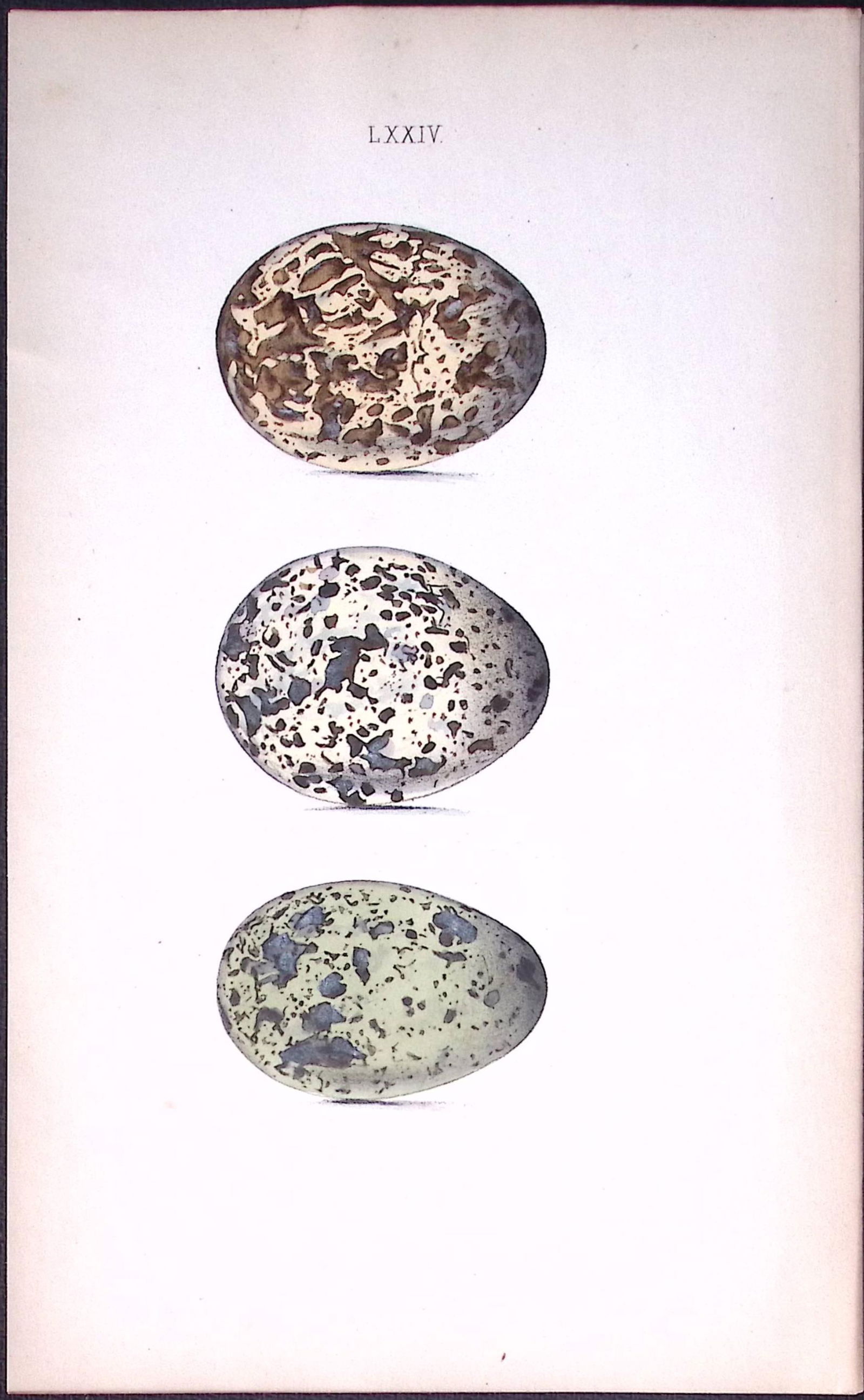 Norfolk Plovers-William Hewitson Antique Nests & Eggs of British Birds Print-43 (1 of 1)