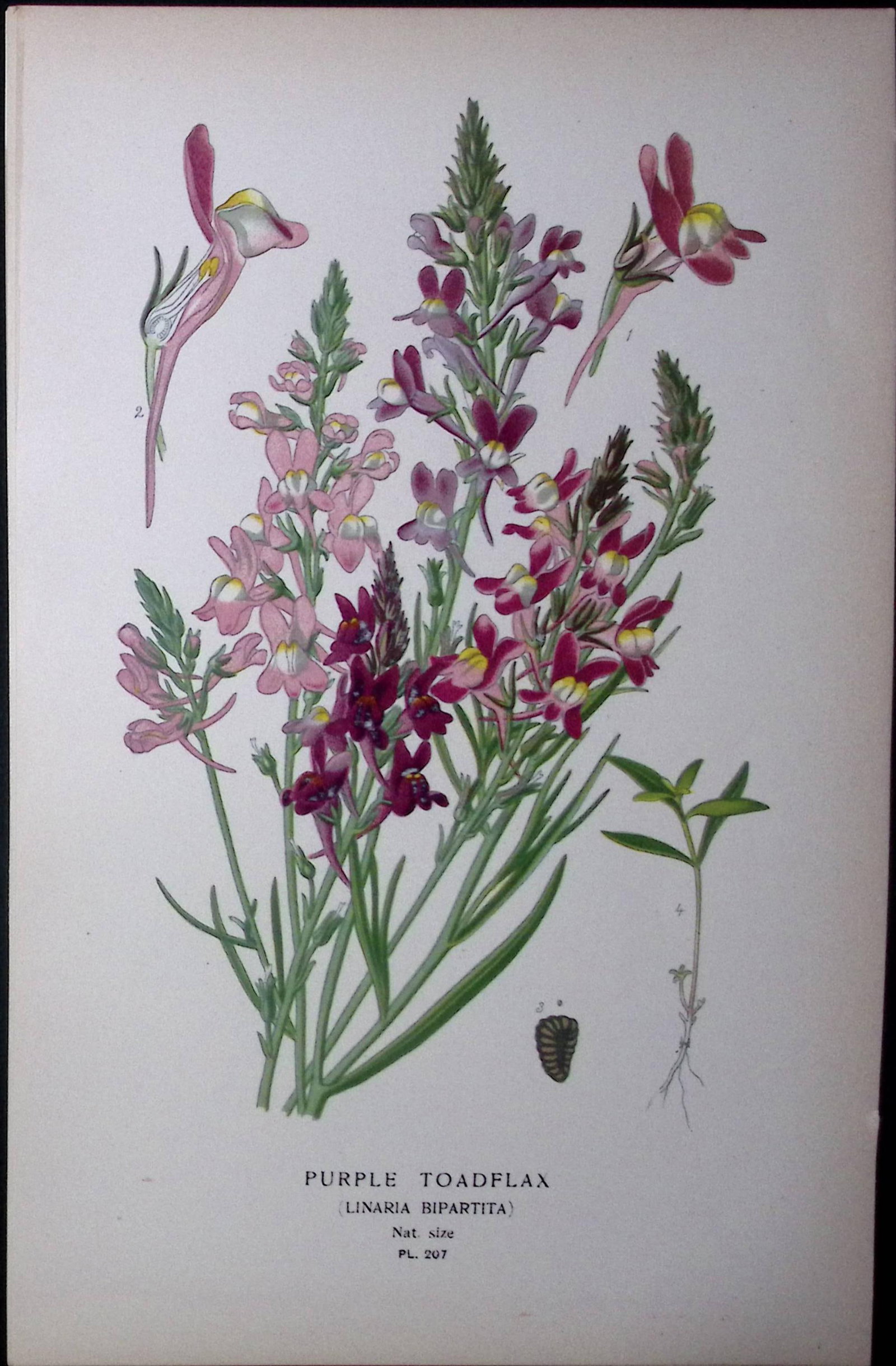 Purple Toadflax Edward Step Rare Antique Botanical Book Plate-207 (1 of 1)
