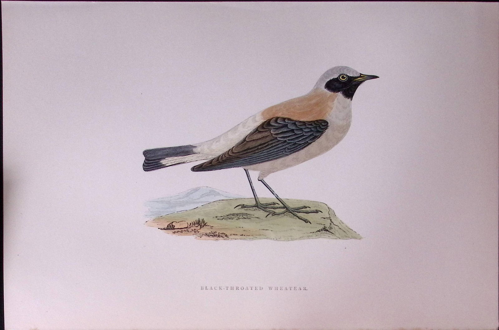 Black Throated Wheatear Rev Morris Antique History of British Birds 130 Years-Old Engraving-105 (1 of 1)