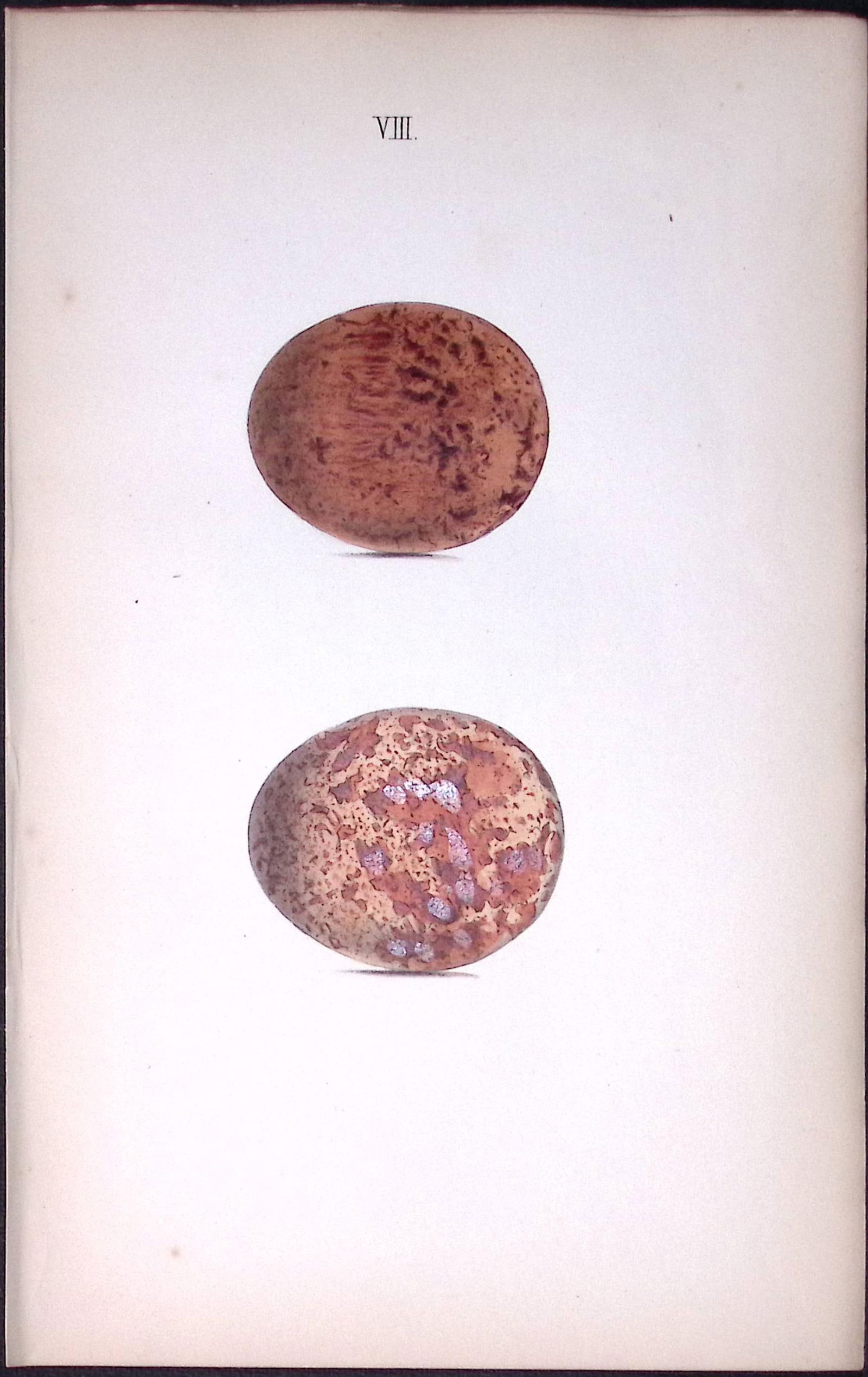 Peregrine Falcon-William Hewitson Antique Nests & Eggs of British Birds Print-2: Title: Peregrine Falcon-William Hewitson Antique Nests & Eggs of British Birds Print-2 Description: This Antique Print Was Removed From a 170 Years-Old Edition William Hewitson.