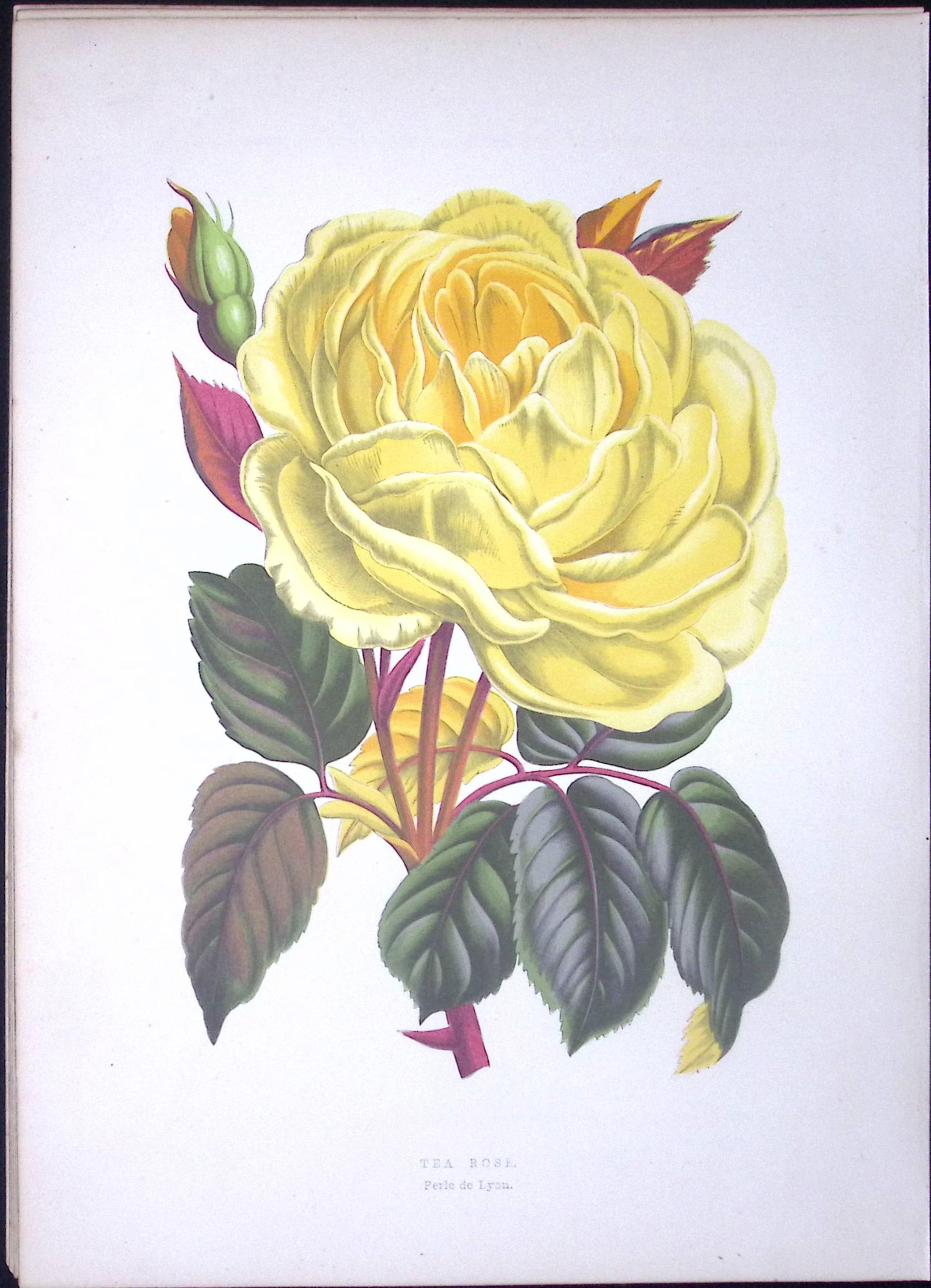 The Tea Rose Flower Antique Shirley Hibbard Greenhouse Coloured Print-7 (1 of 2)