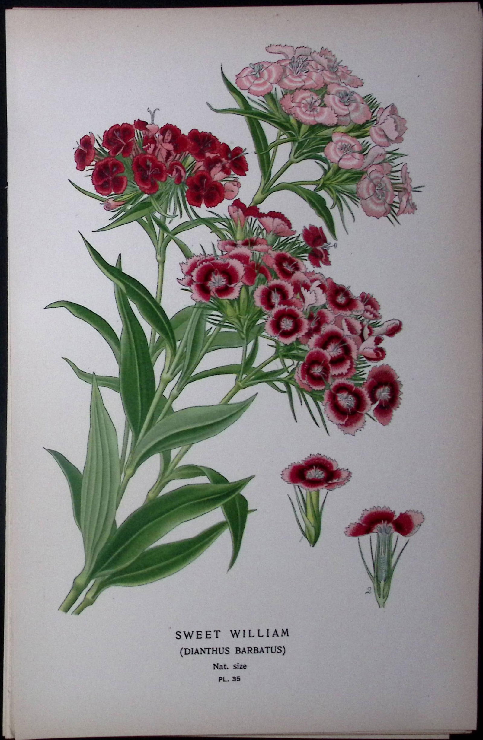Sweet William Edward Step Rare Antique Botanical Book Plate-35 (1 of 1)