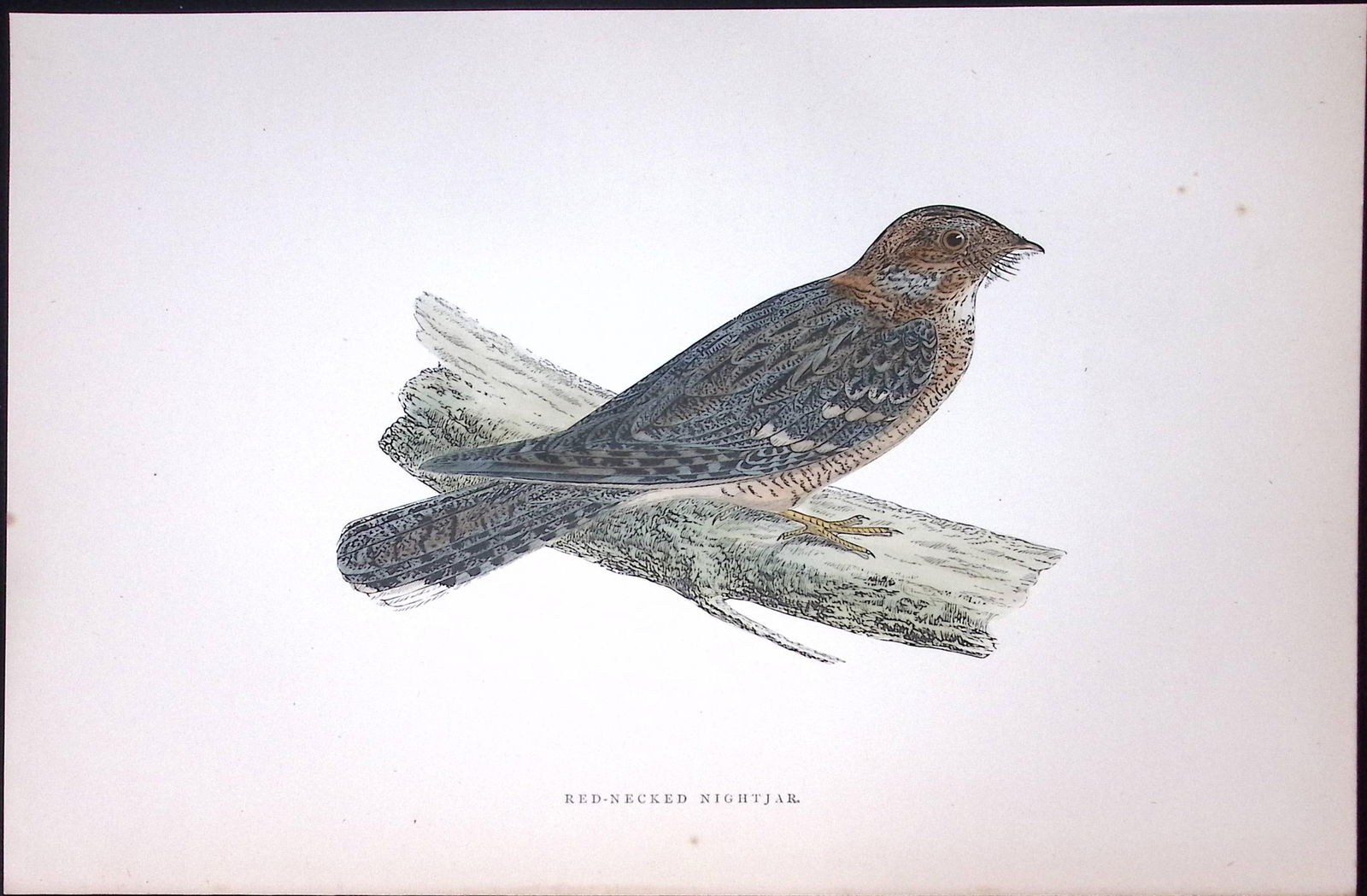 Red-Necked Nightjar Rev Morris Antique History of British Birds 130 Years-Old Engraving-156 . (1 of 2)