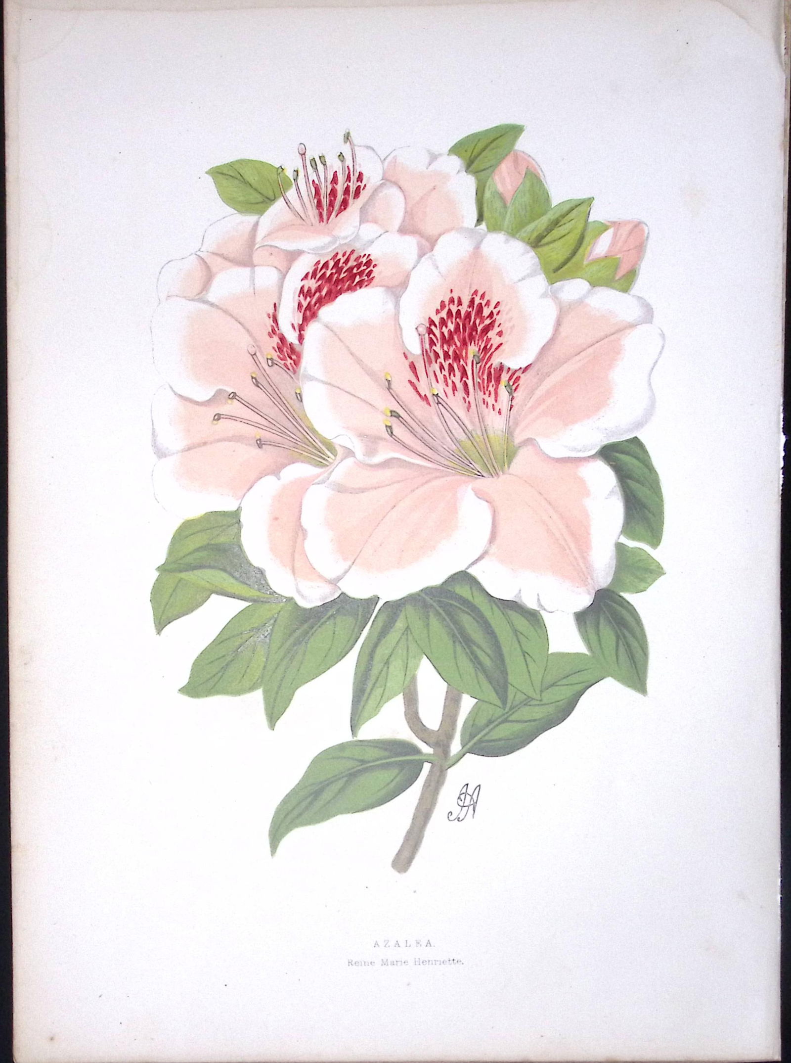 Azalea Flower Antique Shirley Hibbard Greenhouse Coloured Print-26 (1 of 2)