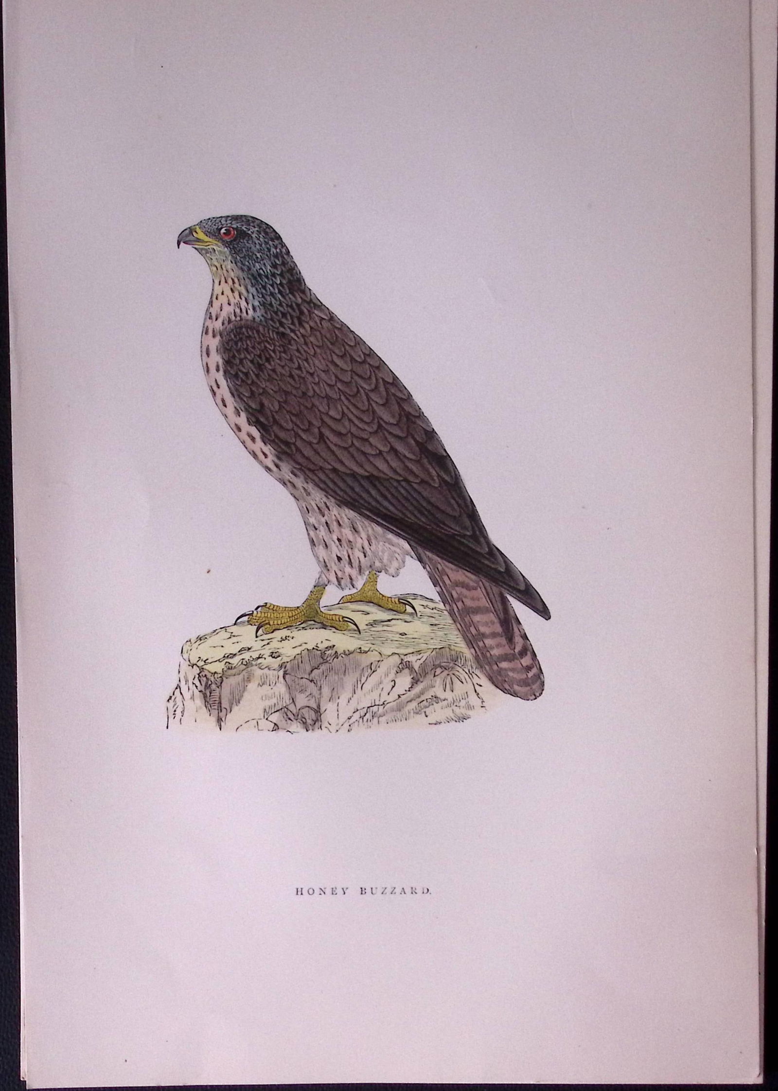 Honey Buzzard Rev Morris Antique History of British Birds 130 Years-Old Engraving-132 (1 of 1)