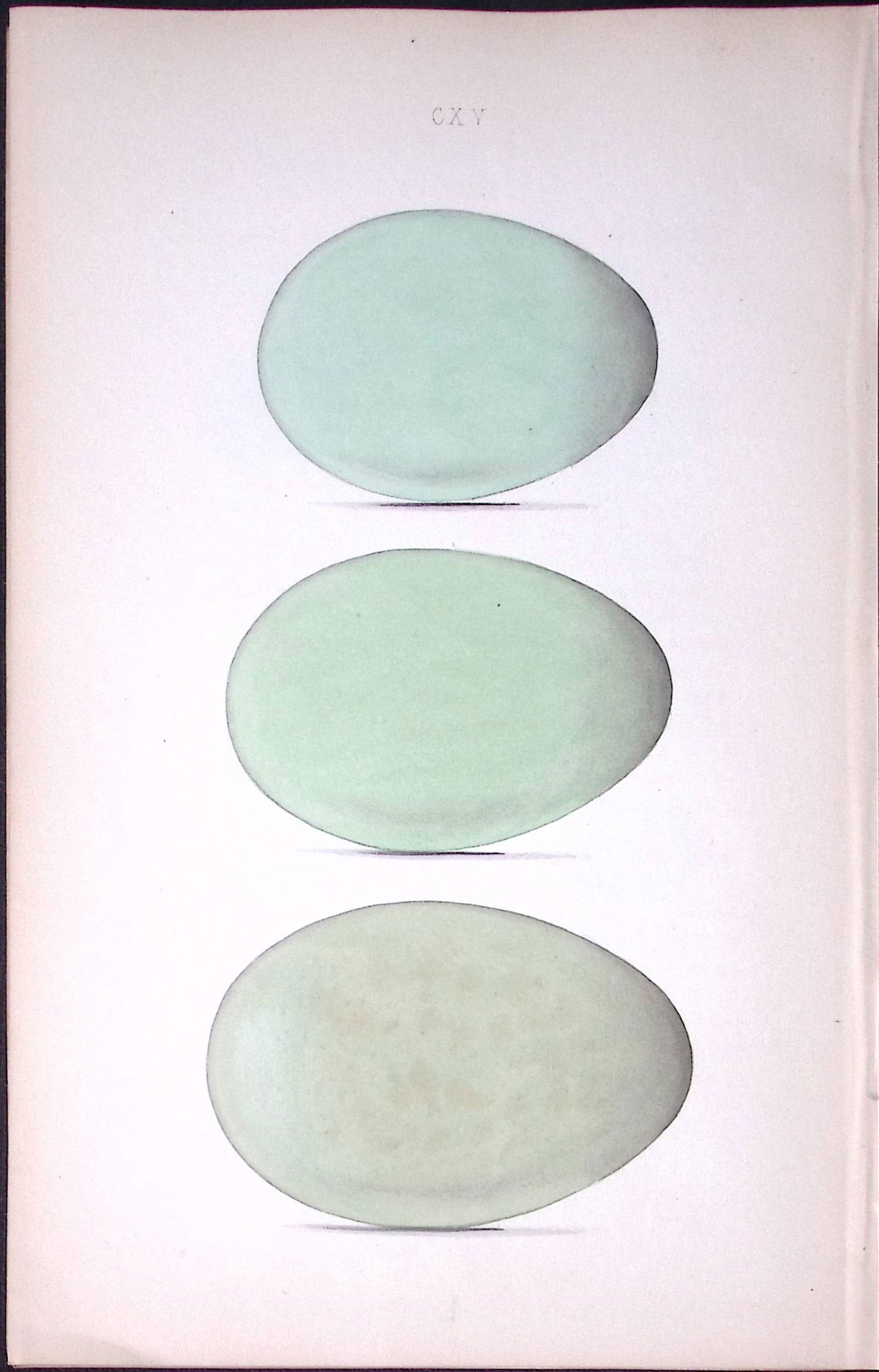 Elder, Wild, King, Duck -William Hewitson Antique Nests & Eggs of British Birds Print-36 (1 of 1)