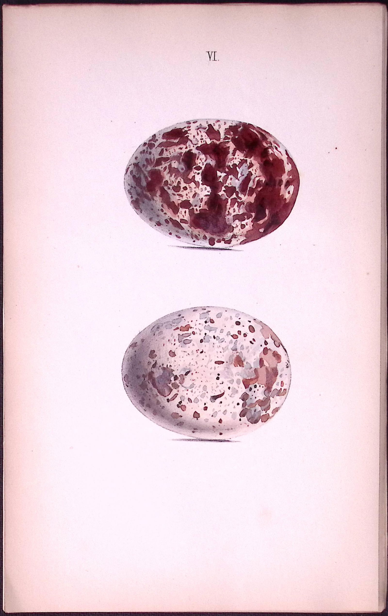 Fishing Hawk - William Hewitson Antique Nests & Eggs of British Birds Print-7 (1 of 1)