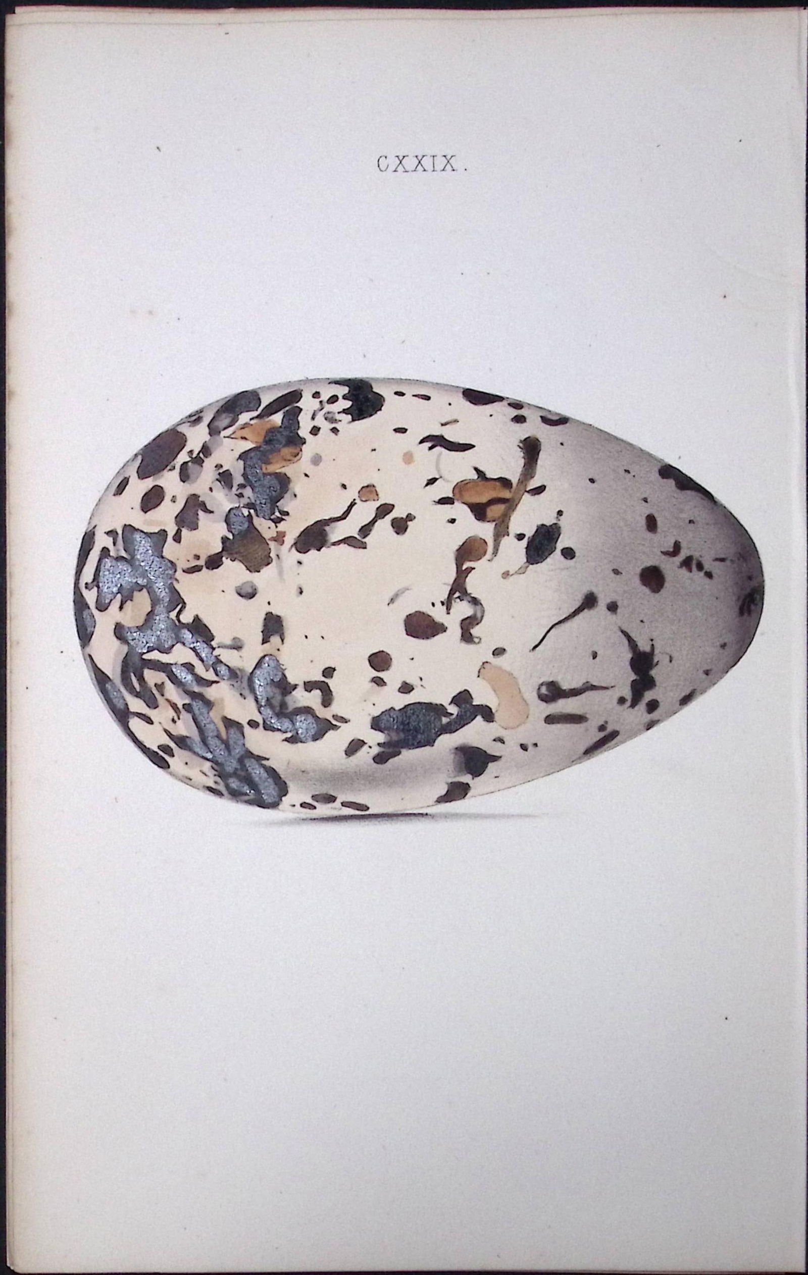The Great Auk Hewitson Antique Nests & Eggs of British Birds Print-111 (1 of 1)
