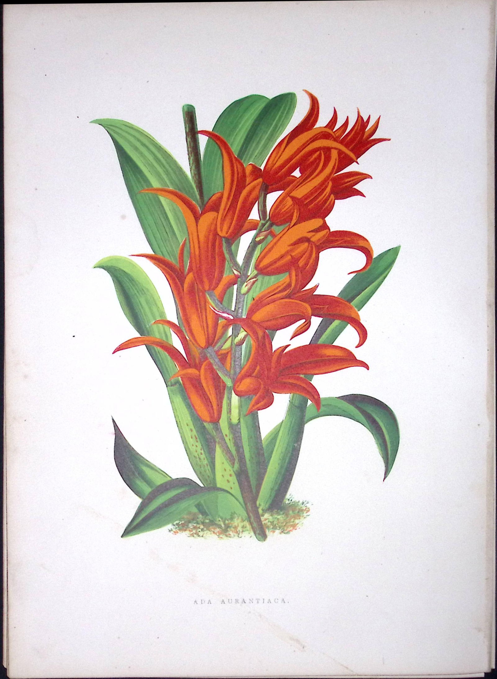 Brassia Aurantiaca Orchid Antique Shirley Hibbard Greenhouse Coloured Print-21: Title: Brassia Aurantiaca Orchid Antique Shirley Hibbard Greenhouse Coloured Print-21 Description: This Coloured Antique Print Measure Approximately 9.5” X 6.5” (Inches) 274. x