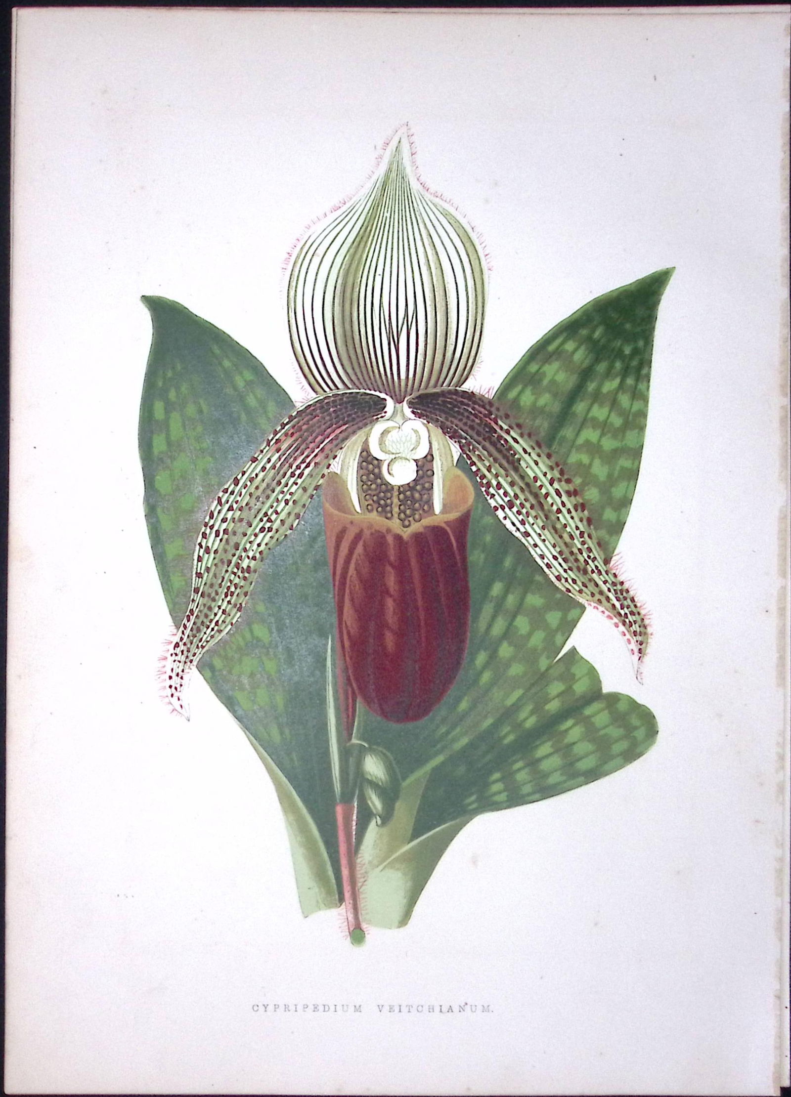 Lady Slipper Orchid Flower Antique Shirley Hibbard Greenhouse Print-2: Title: Lady Slipper Orchid Flower Antique Shirley Hibbard Greenhouse Print-2 Description: Lady Slipper Orchid Flower Antique Shirley Hibbard Greenhouse Print-2 This Coloured Antique Print
