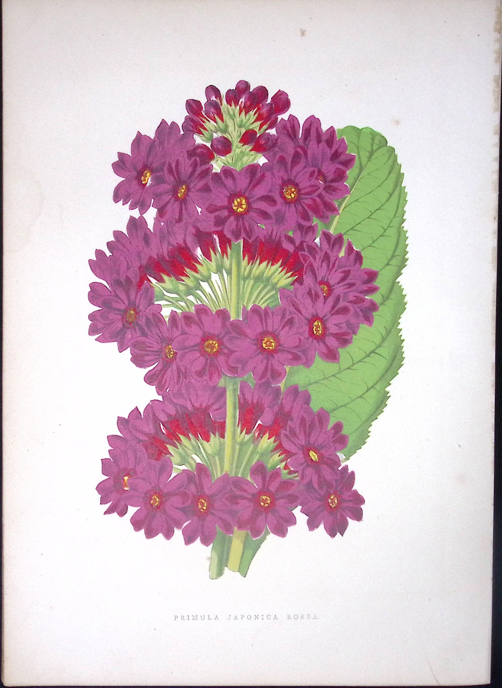 Japanese Primrose Flower Antique Shirley Hibbard Greenhouse Coloured Print-24: Title: Japanese Primrose Flower Antique Shirley Hibbard Greenhouse Coloured Print-24 Description: This Coloured Antique Print Measure Approximately 9.5” X 6.5” (Inches) 274. x