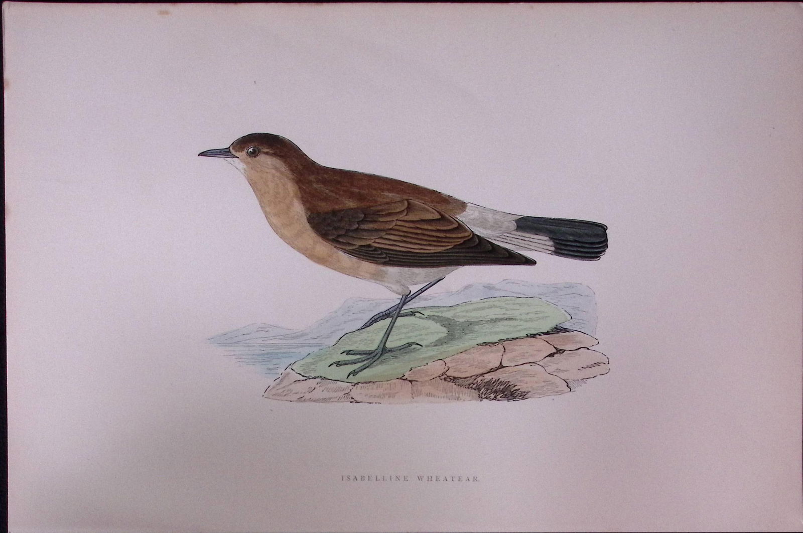 Isabelline Wheatear Rev Morris Antique History of British Birds 130 Years-Old Engraving-106 (1 of 1)