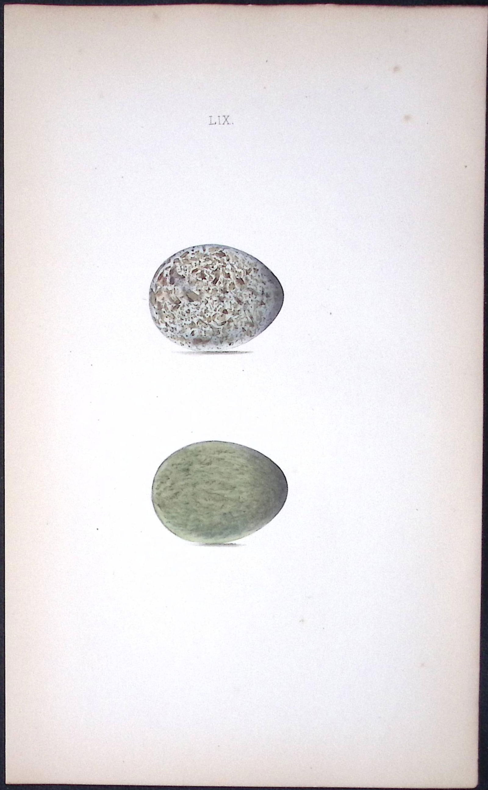 Hooded Crow William Hewitson Antique Nests & Eggs of British Birds Print-54: Title: Hooded Crow William Hewitson Antique Nests & Eggs of British Birds Print-54 Description: This Antique Print Was Removed From a 170 Years-Old Edition William Hewitson. <