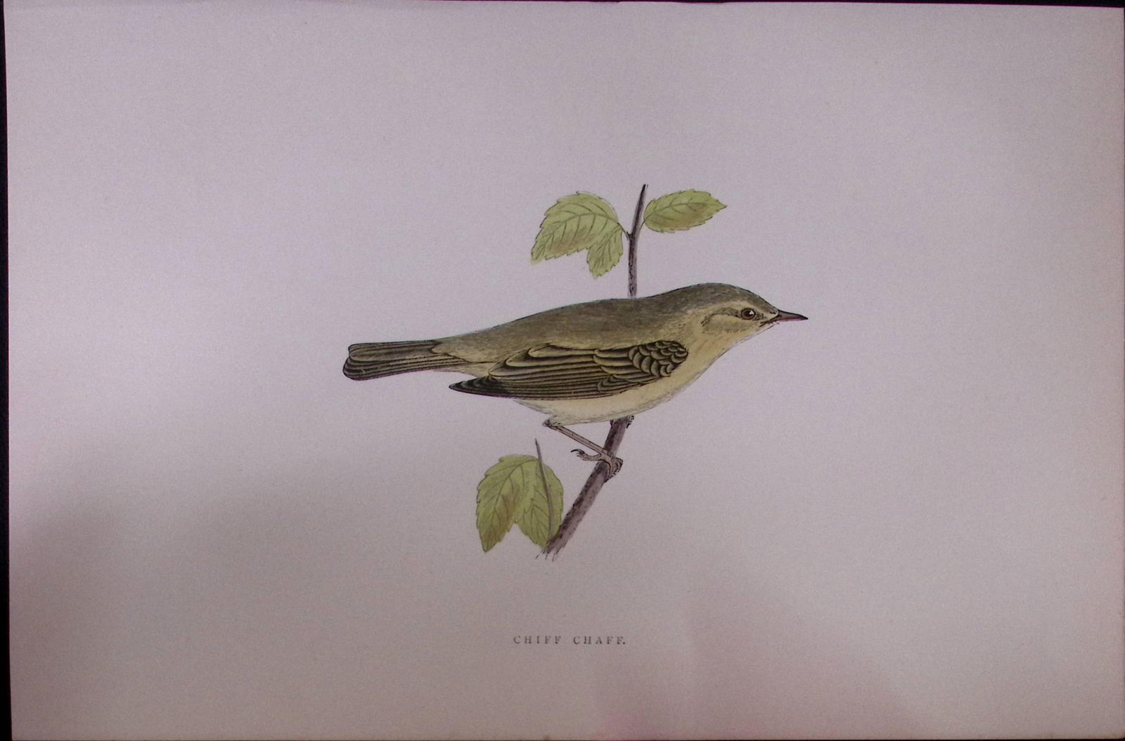 Chiff Chaff Rev Morris Antique History of British Birds 130 Years-Old Engraving-127 (1 of 1)