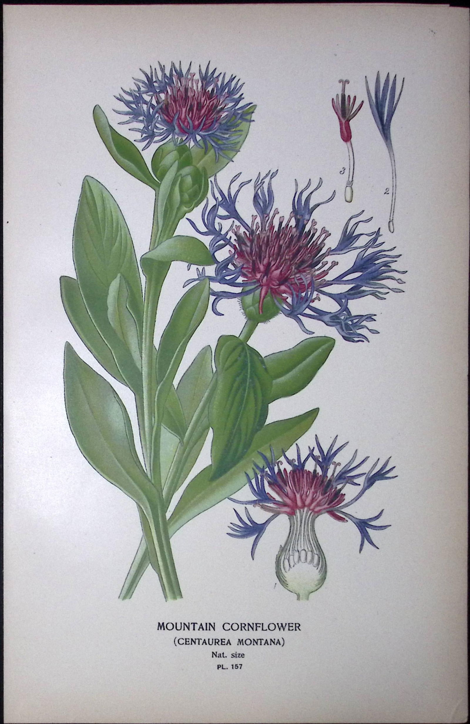 Mountain Cornflower Edward Step Rare Antique Botanical Book Plate-157 (1 of 1)
