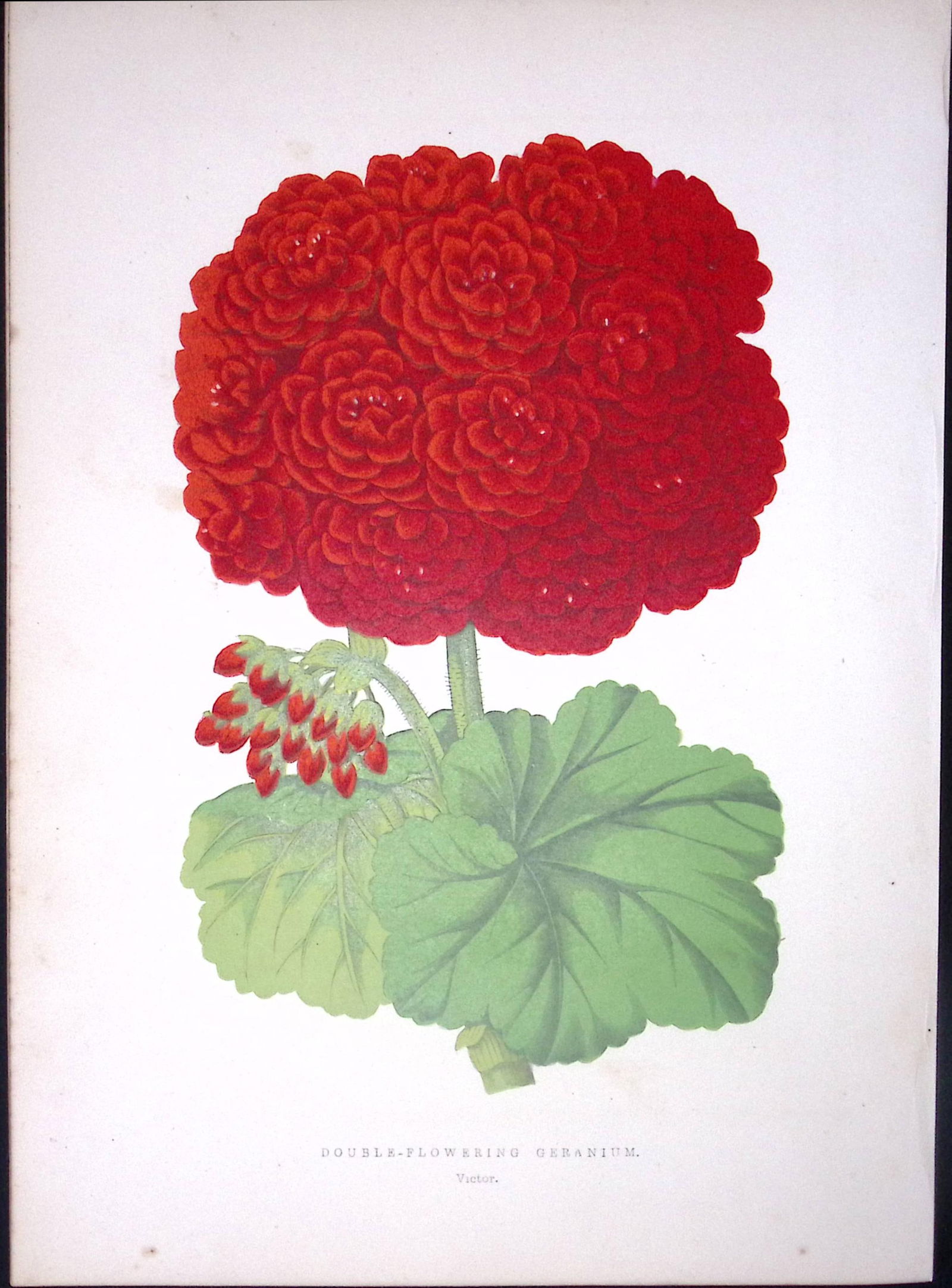 Double Flowering Geranium Antique Shirley Hibbard Greenhouse Coloured Print-19 (1 of 2)