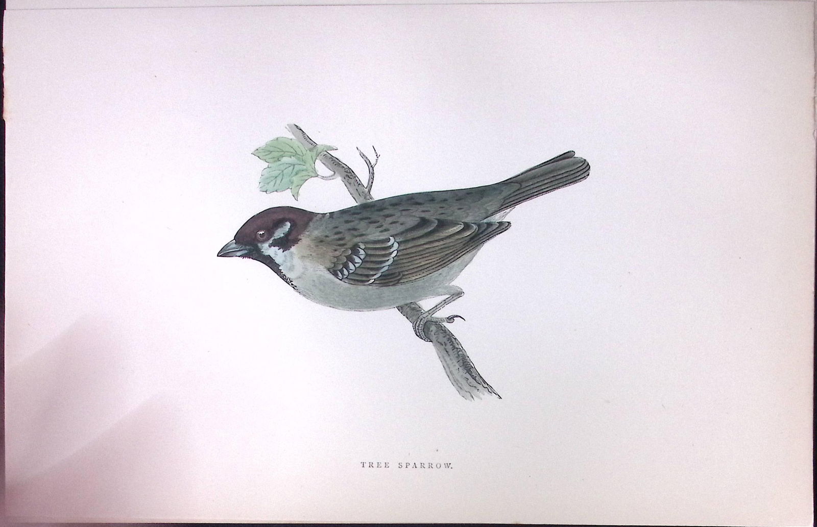 Tree Sparrow Rev Morris Antique History of British Birds 130 Years-Old Engraving-193 (1 of 1)